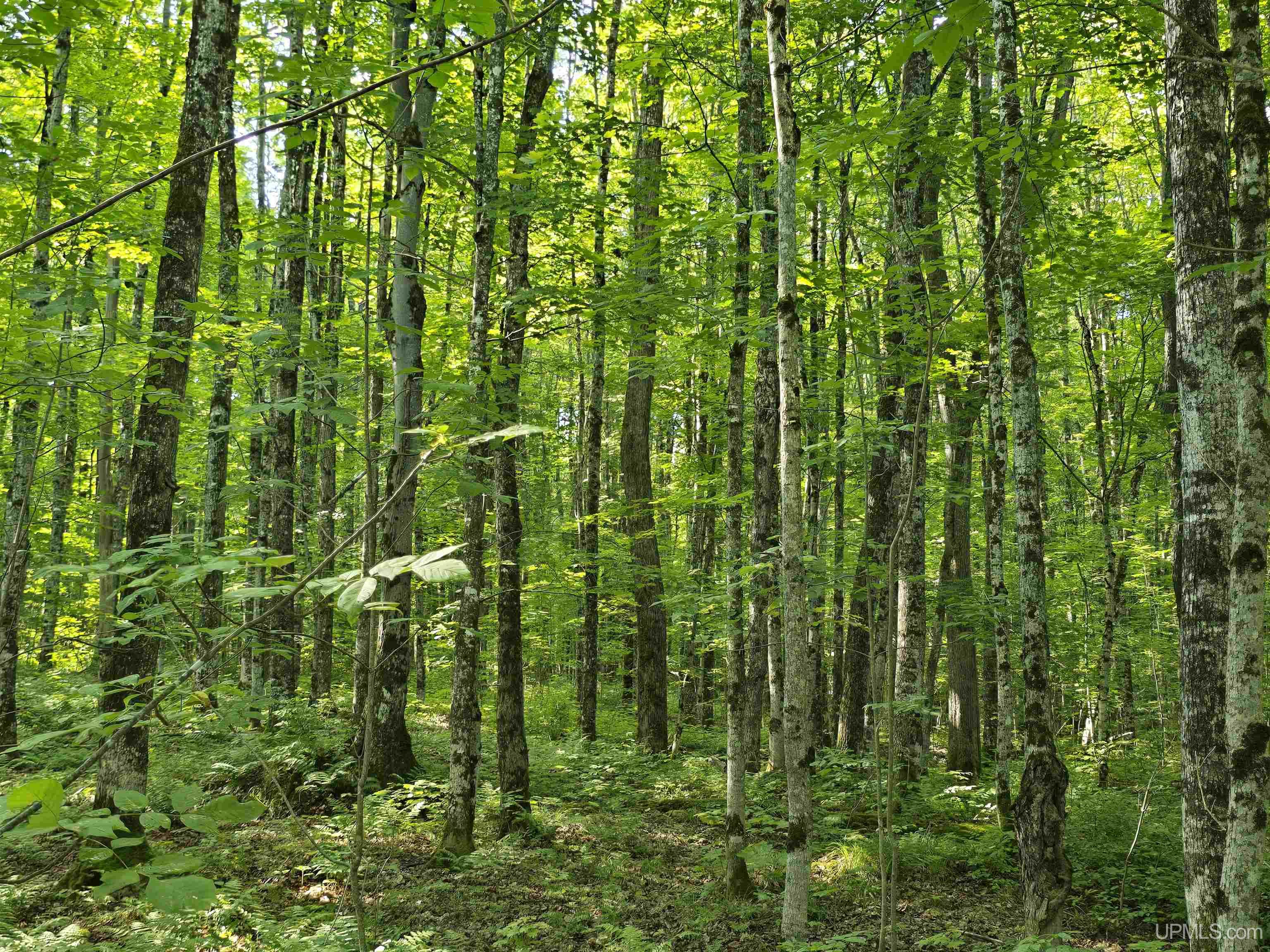 MLS 50199834 Large photo number 31 