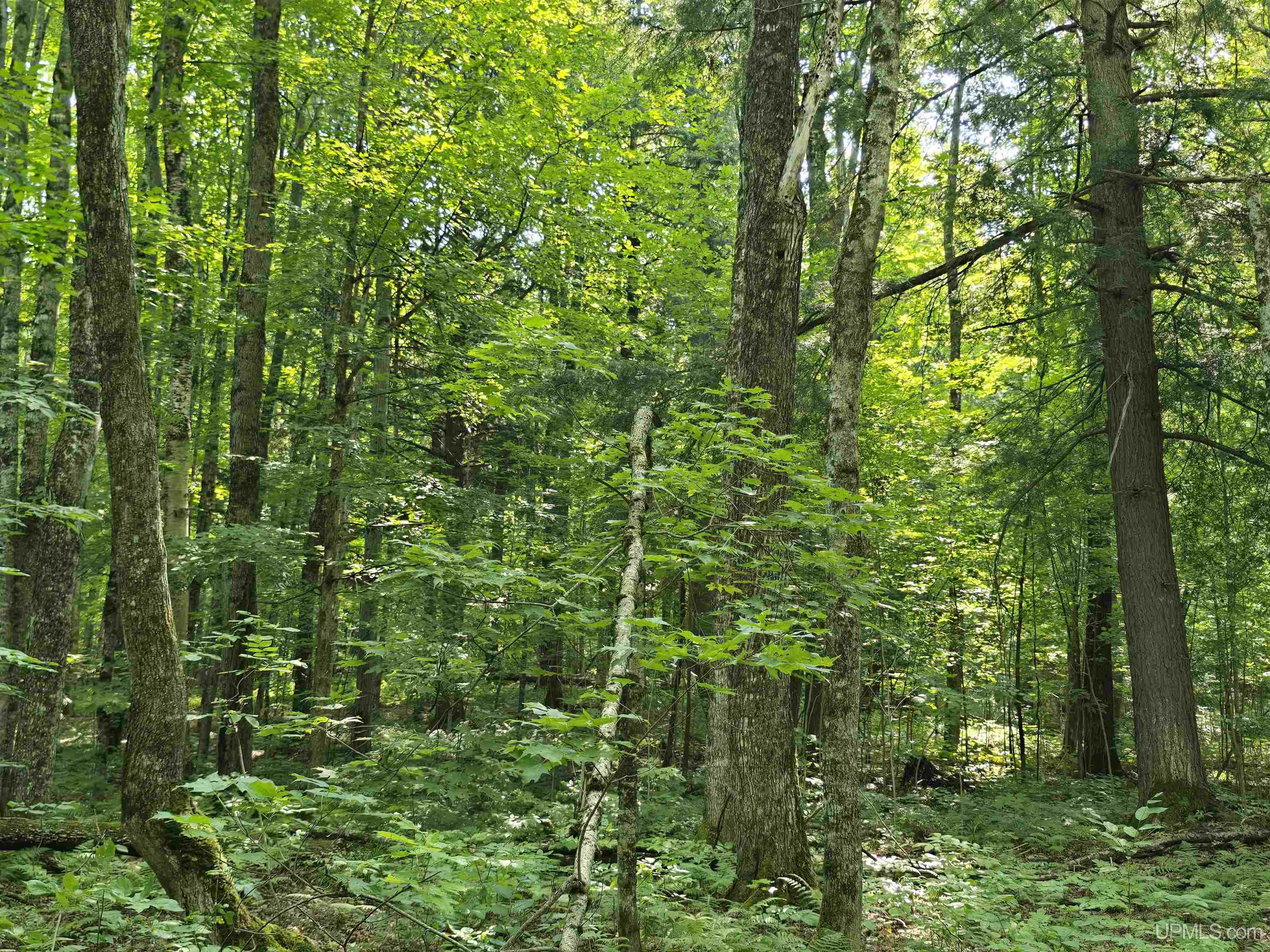 MLS 50199834 Large photo number 34 