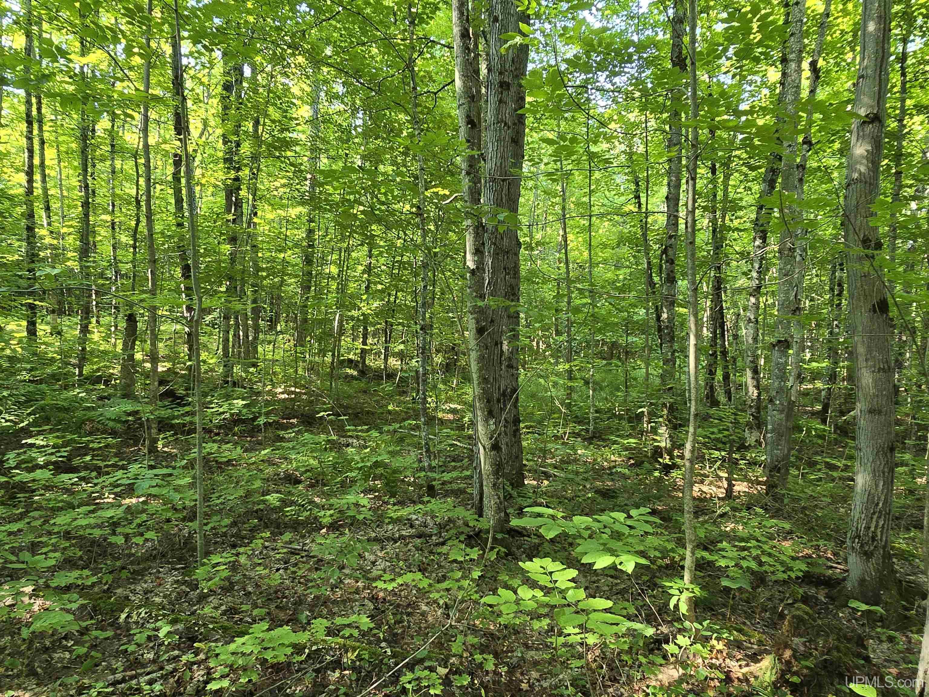 MLS 50199834 Large photo number 35 