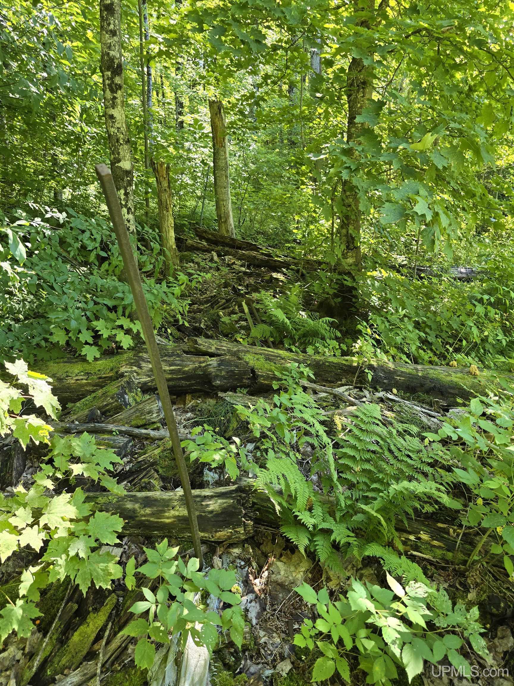 MLS 50199834 Large photo number 5 