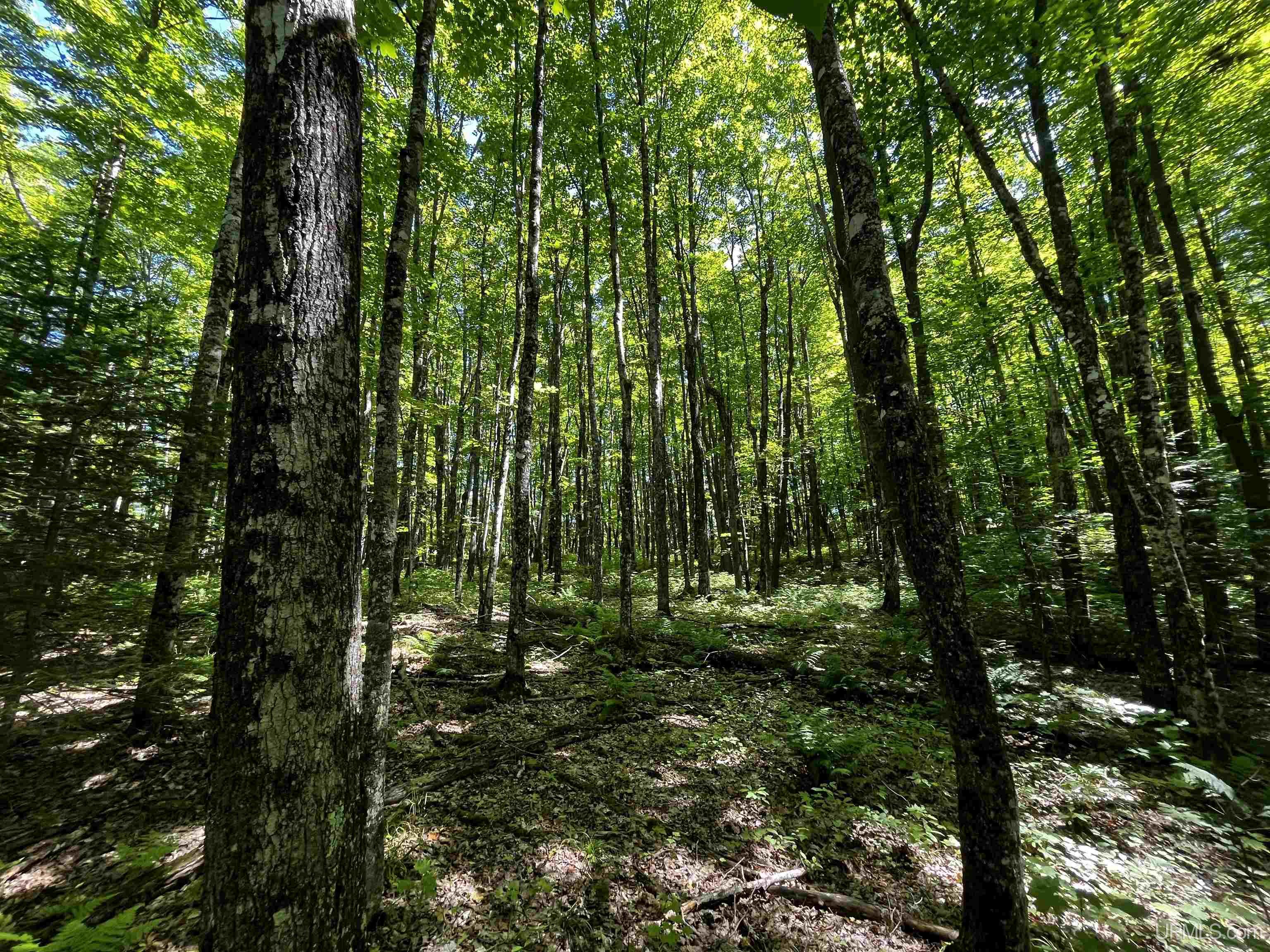 Photo 5 of Land for sale at 40 Acres Little Lake Rd, Gwinn, MI 49841 | MLS# 50200518 | Listing updated on 2026-09-01