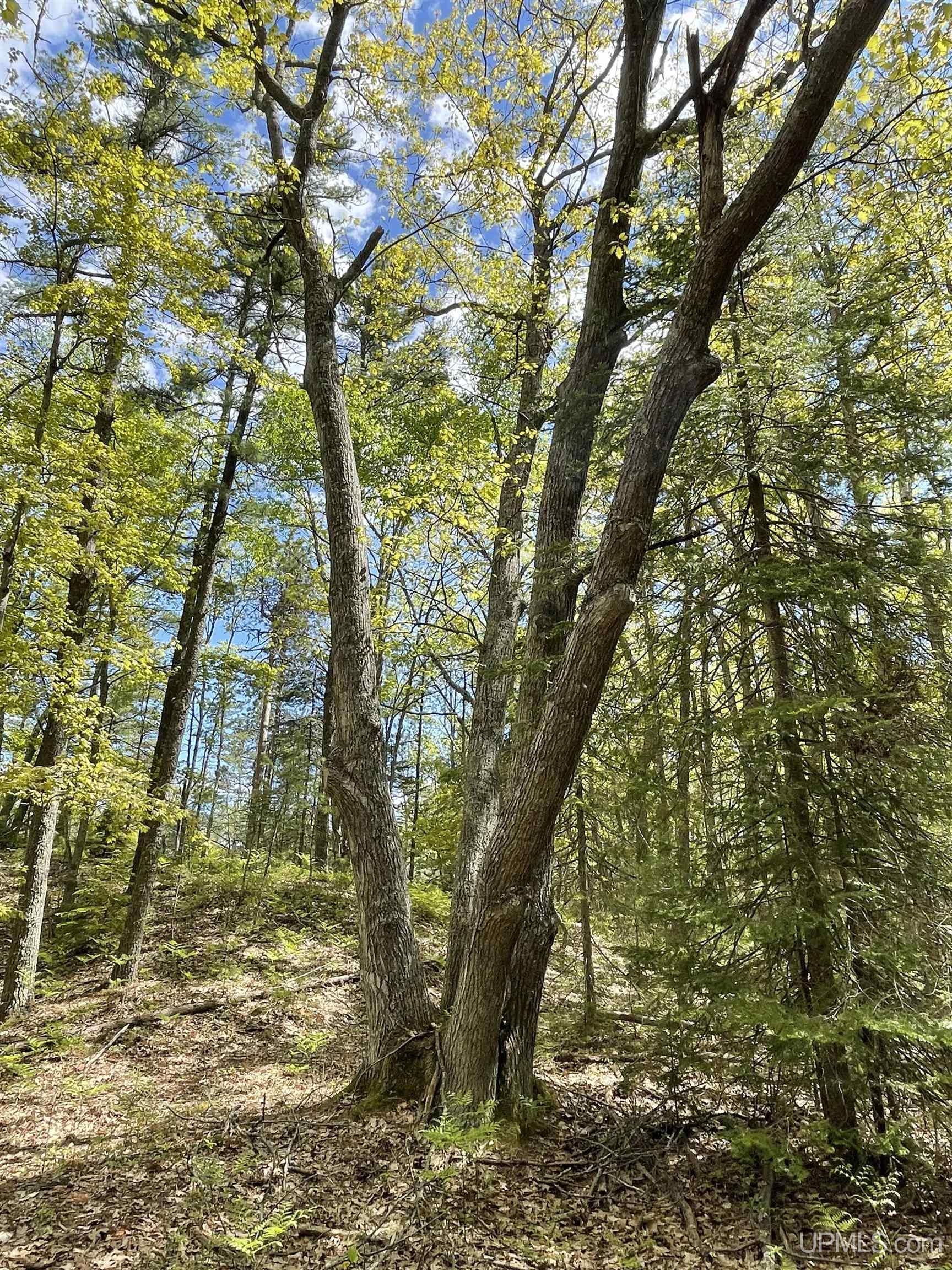 4264 FF Top O' The Lake Road, Gulliver, MI, 49840