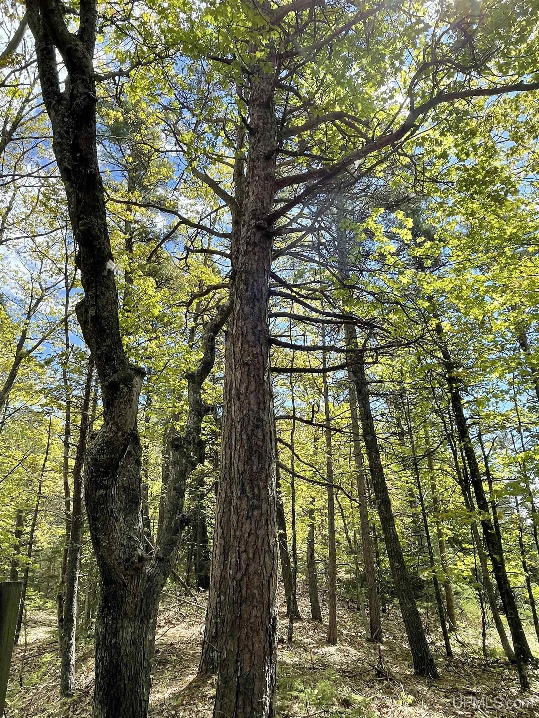 4264 FF Top O' The Lake Road, Gulliver, MI, 49840