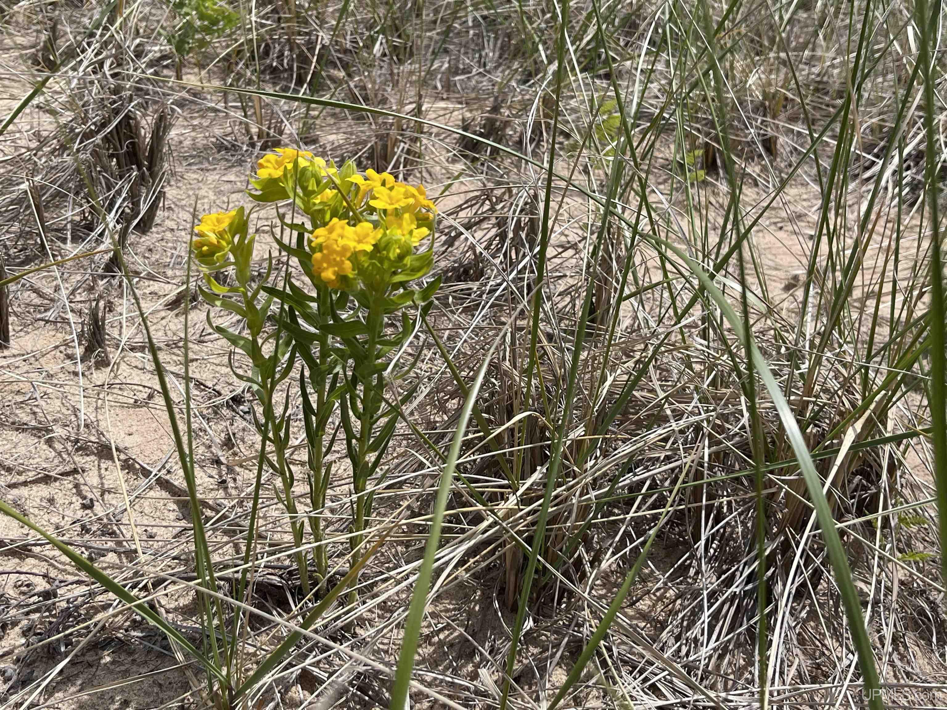 4264 FF Top O' The Lake Road, Gulliver, MI, 49840