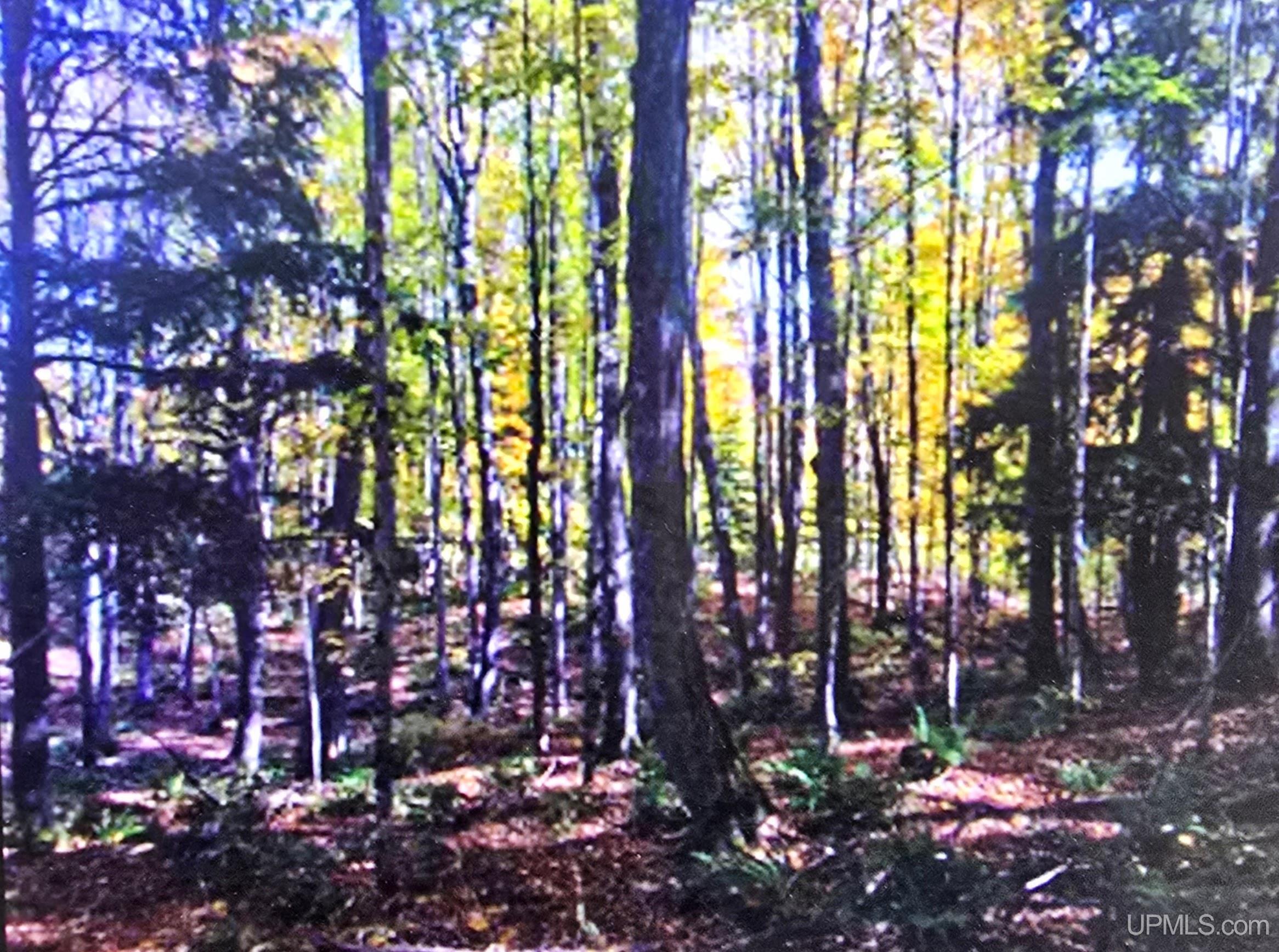 Homes for sale in Nisula, MI | Tbd Orange Rd, Nisula, MI 49952 | MLS# 50200702