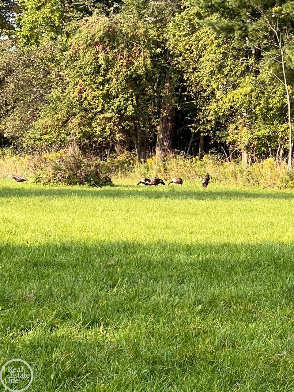 Homes for sale in Croswell, MI | 0 Harrington (dot St) Rd, Croswell, MI 48422 | MLS# 50200737