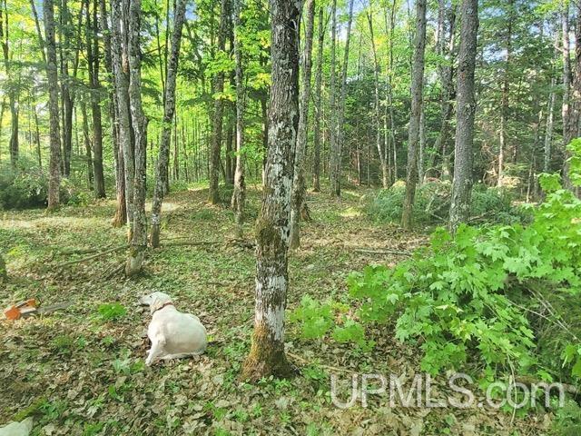 Lot 7 W Tamarack Lake Road photo 11