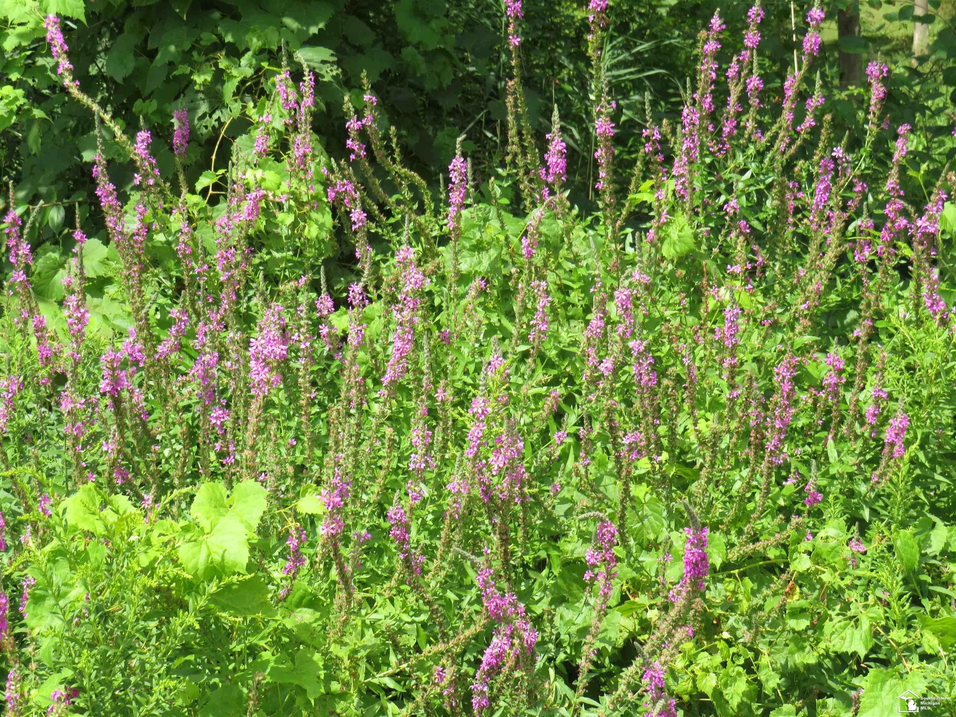 1193 Sand Lake Highway, Onsted, MI, 49265