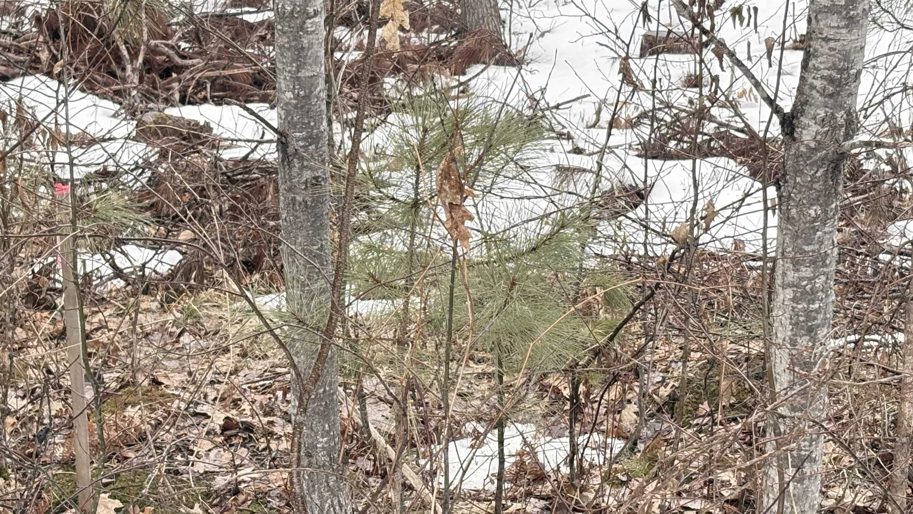 W Road, Harrison, MI, 48625