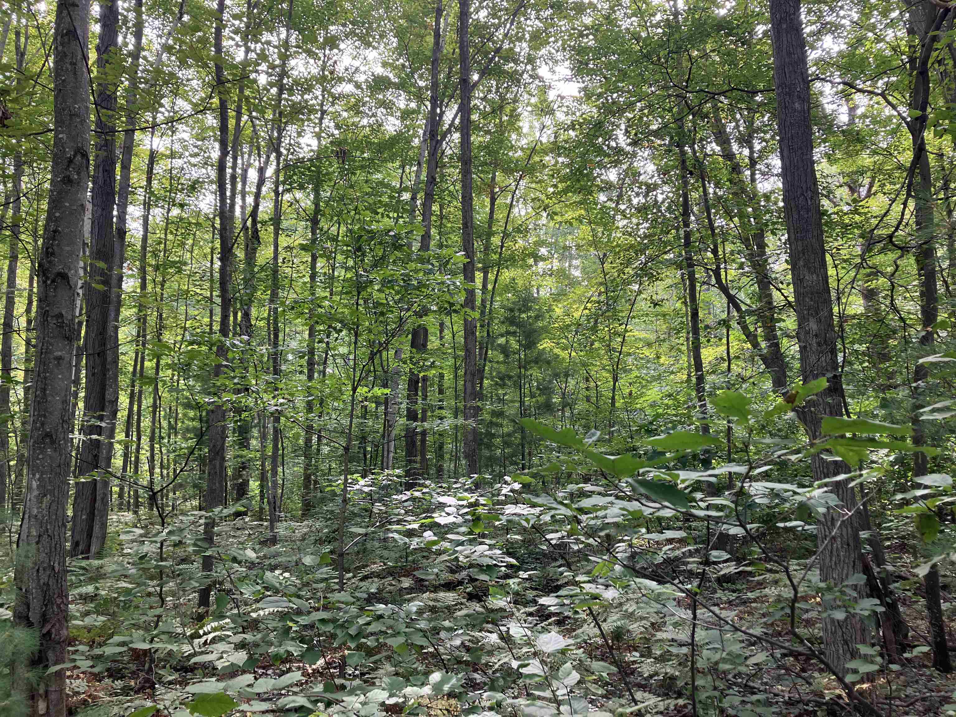 3642 Beech Street, Beaverton, MI, 48612