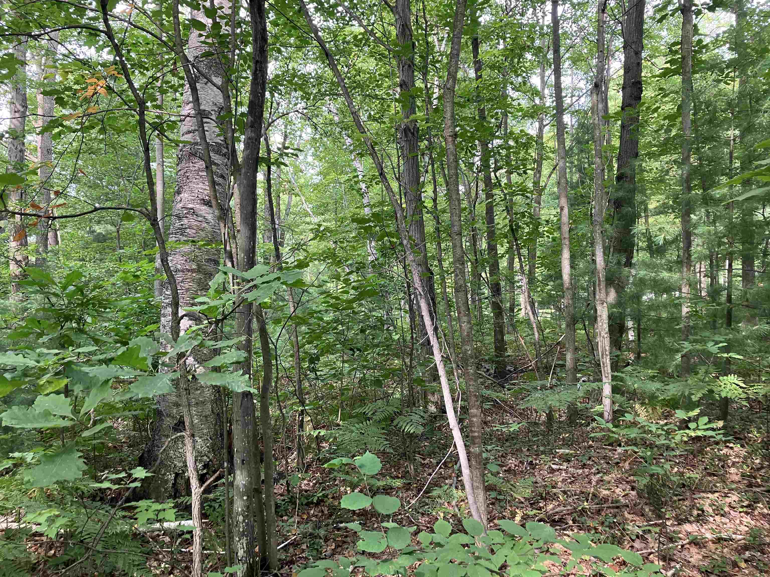 3642 Beech Street, Beaverton, MI, 48612