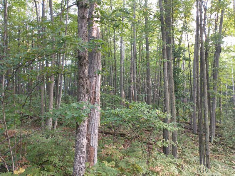 0 Mallison Avenue, Flint, MI, 48532