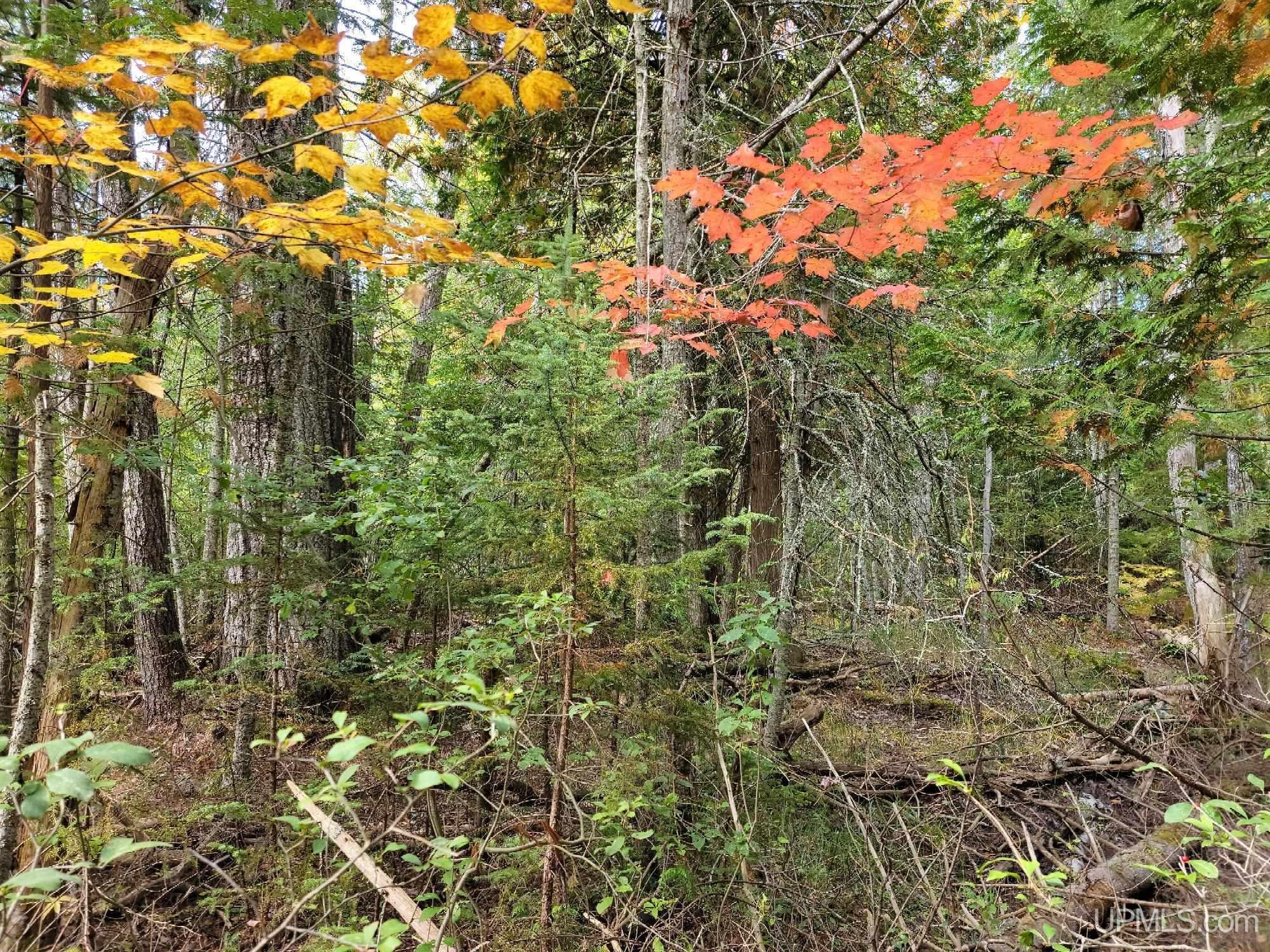 TBD Co Rd 441 Road, Manistique, MI, 49854