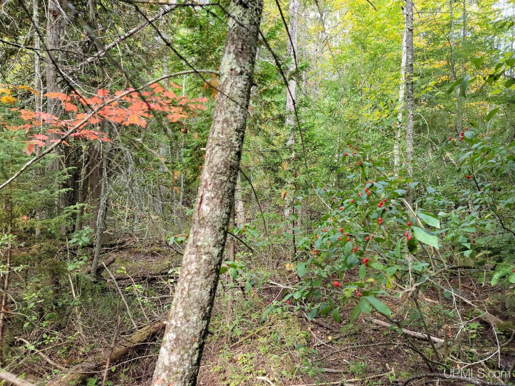 TBD Co Rd 441 Road, Manistique, MI, 49854