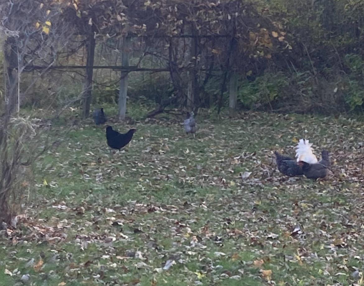 1376 Lathrop Road, Allenton, MI, 48002