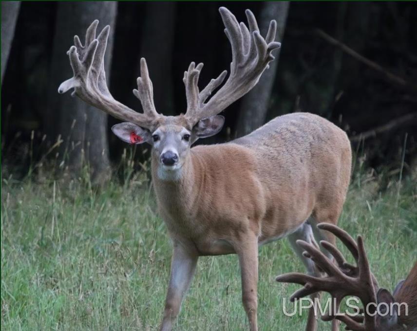 MLS 50203140 Large photo number 70 