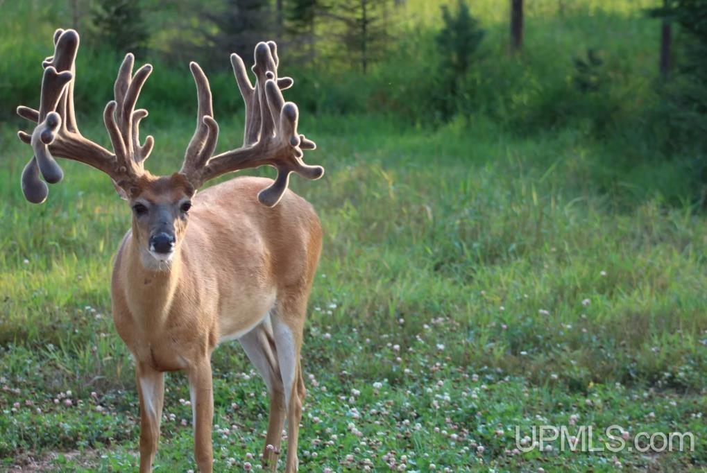 MLS 50203140 Large photo number 74 