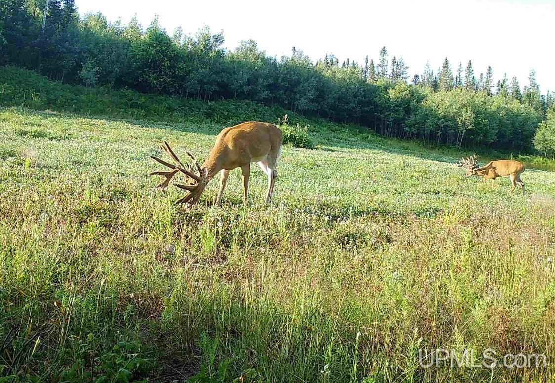MLS 50203140 Large photo number 77 