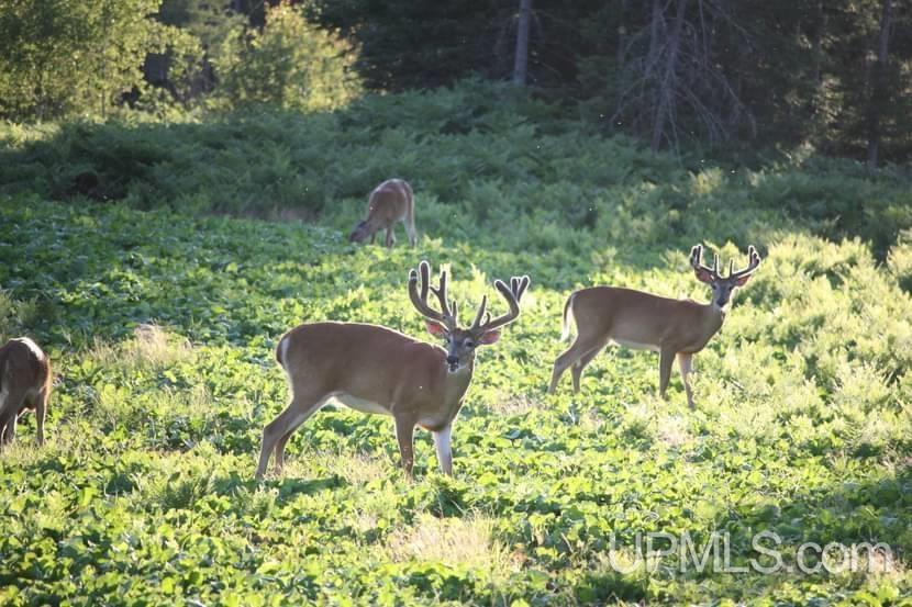 MLS 50203140 Large photo number 78 
