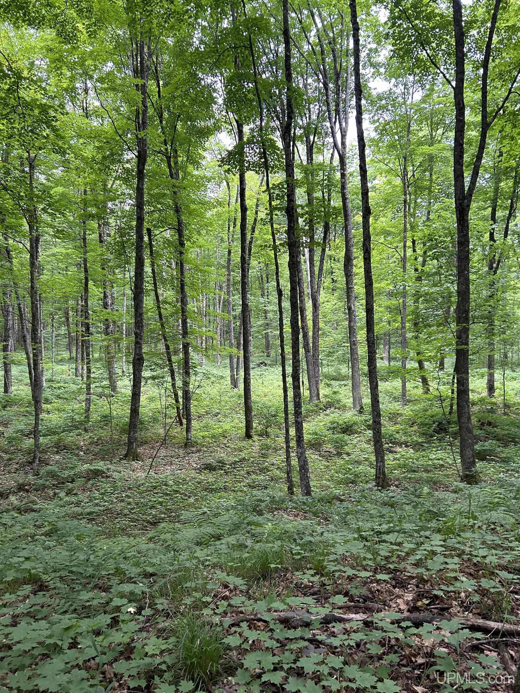 N2267 Coaster Road, Trenary, MI, 49891