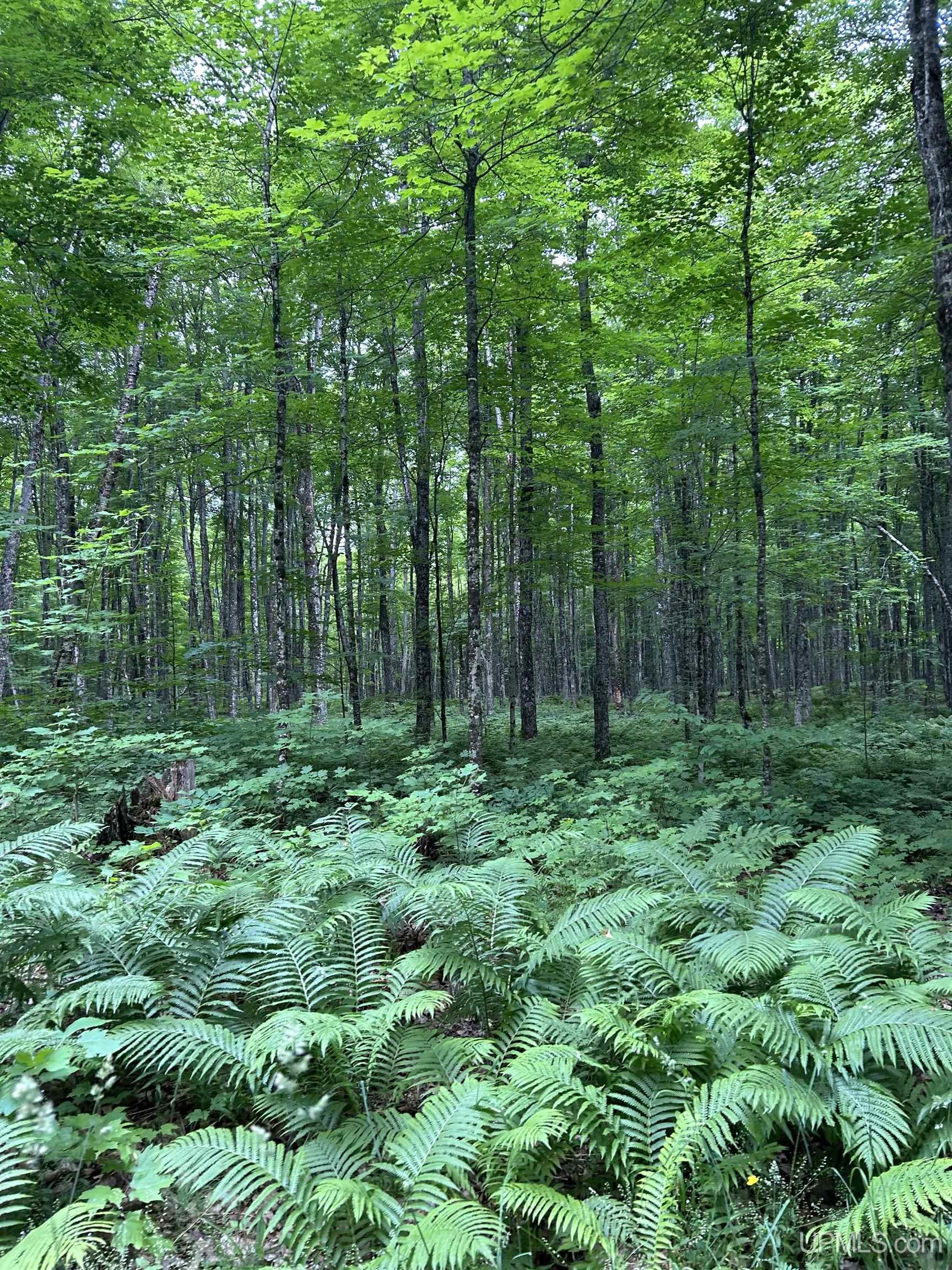 N2267 Coaster Road, Trenary, MI, 49891