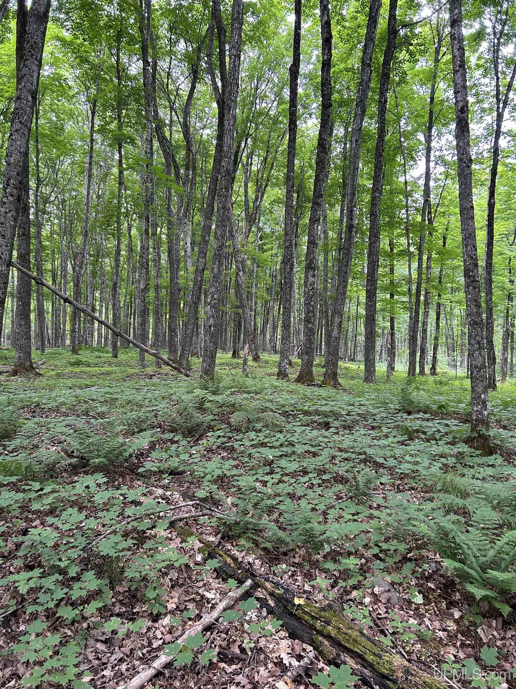 N2267 Coaster Road, Trenary, MI, 49891