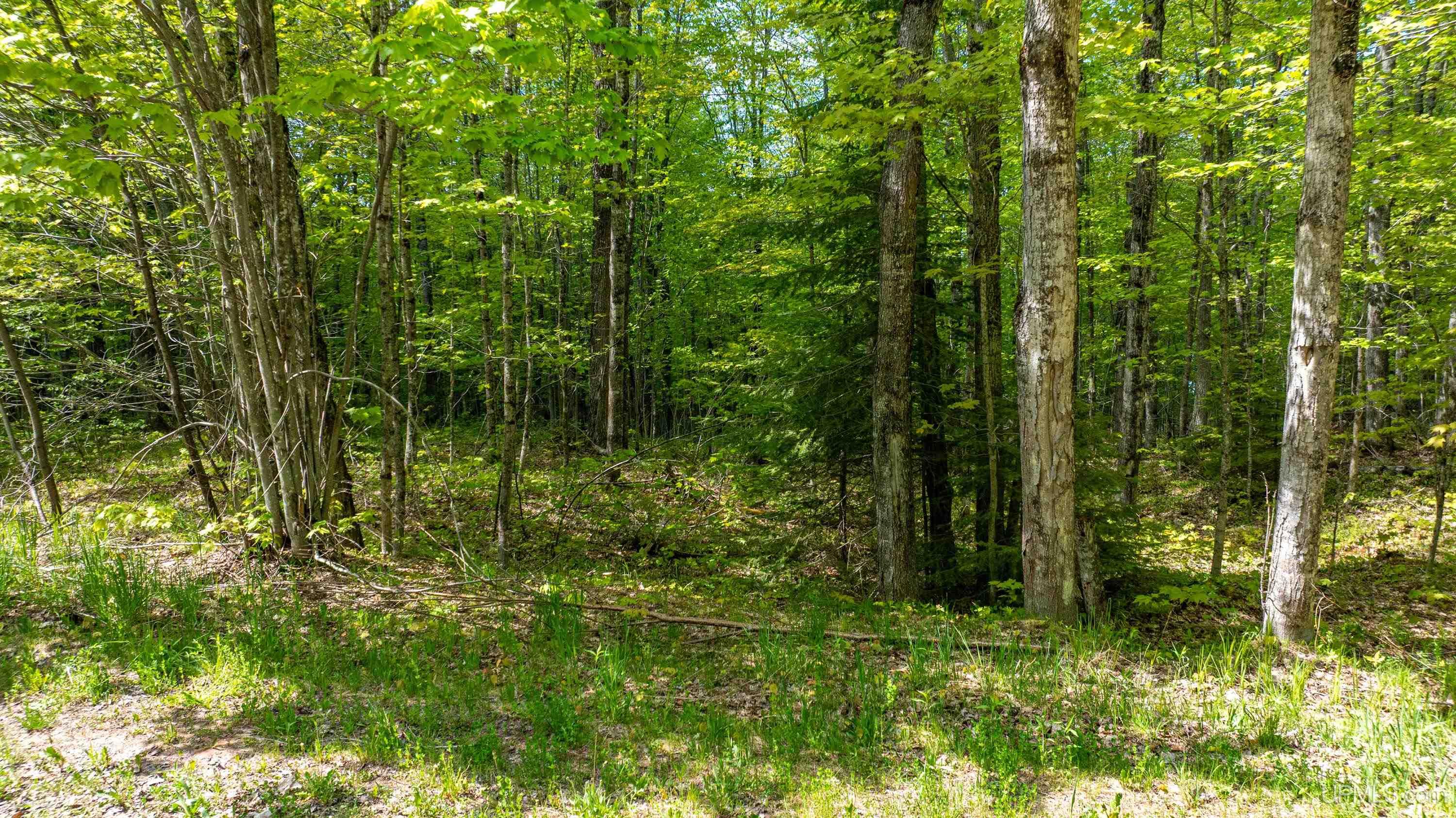 MLS 50204287 Large photo number 6 