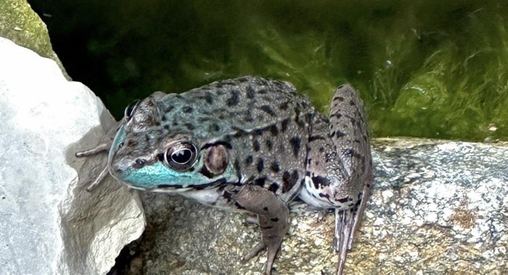 725 E Edenville Lake Road, Hope, MI, 48628