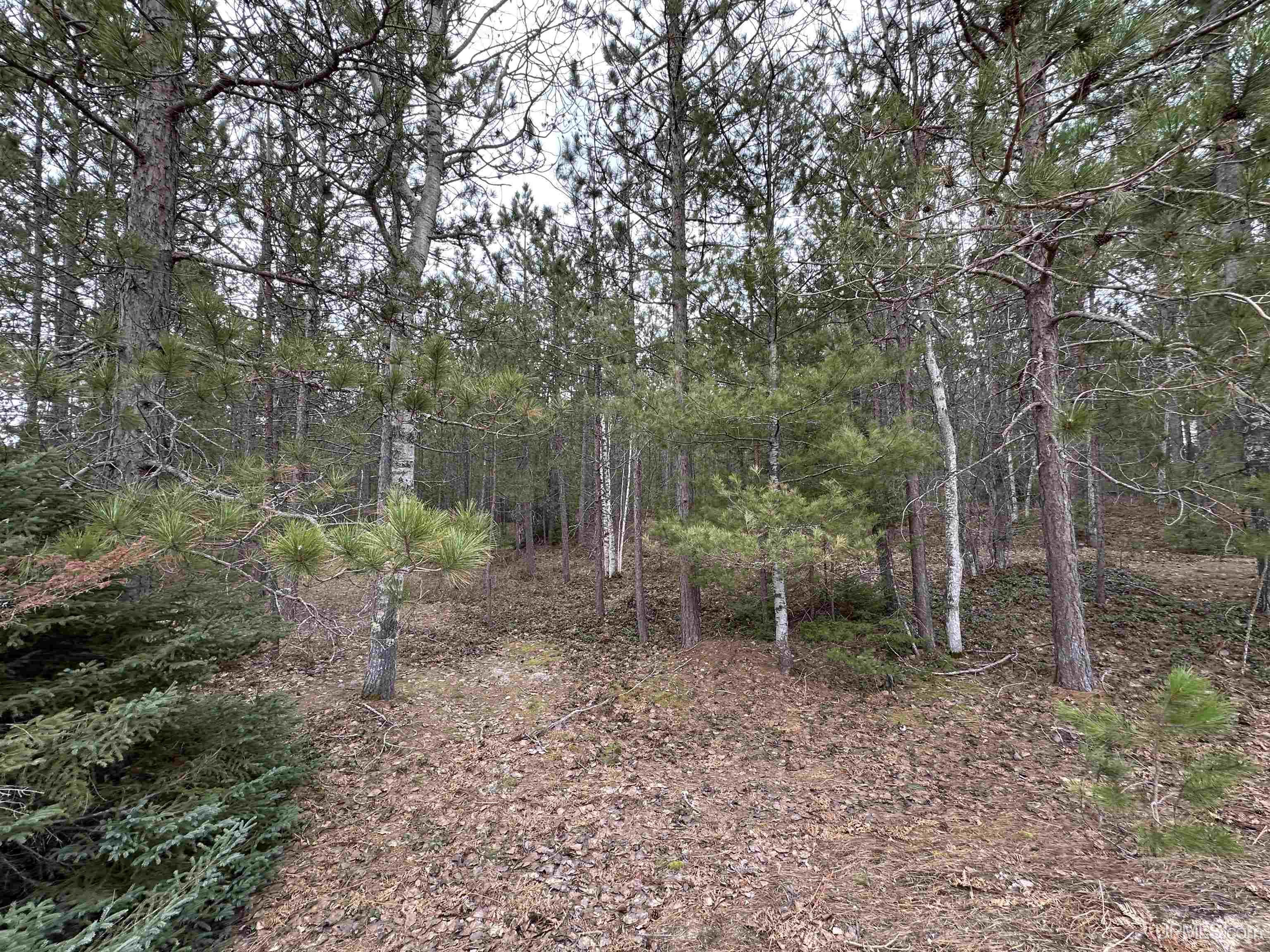 MLS 50204946 Large photo number 8 