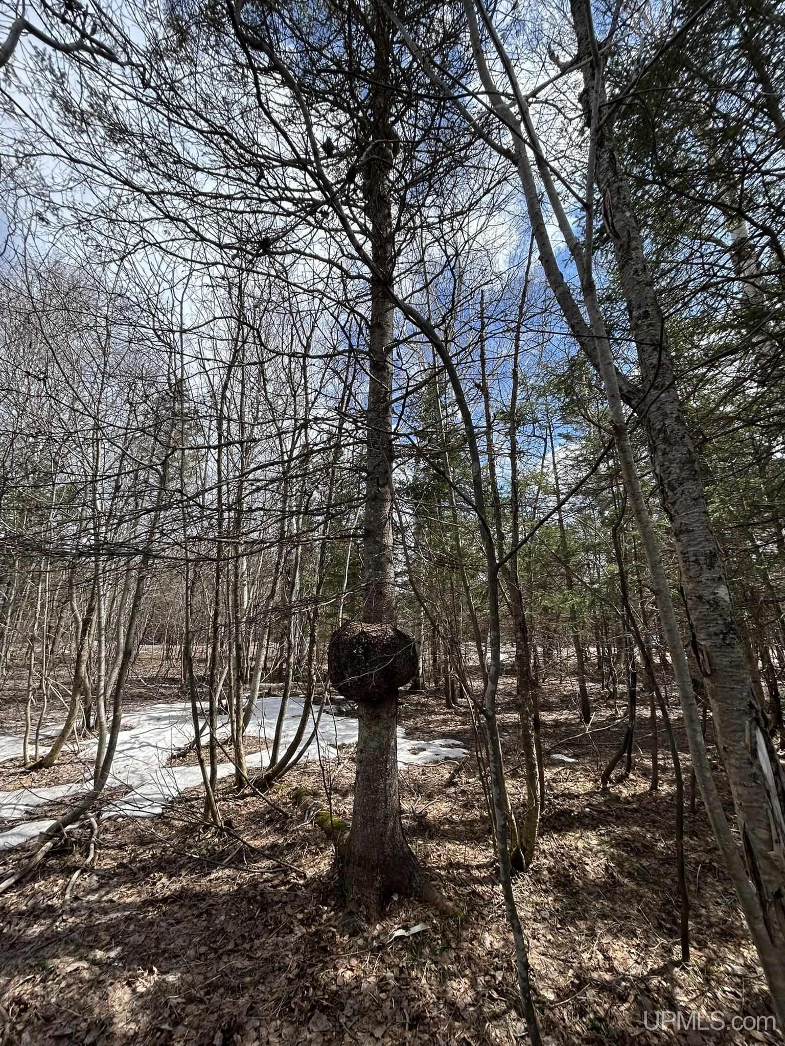 MLS 50205978 Large photo number 15 