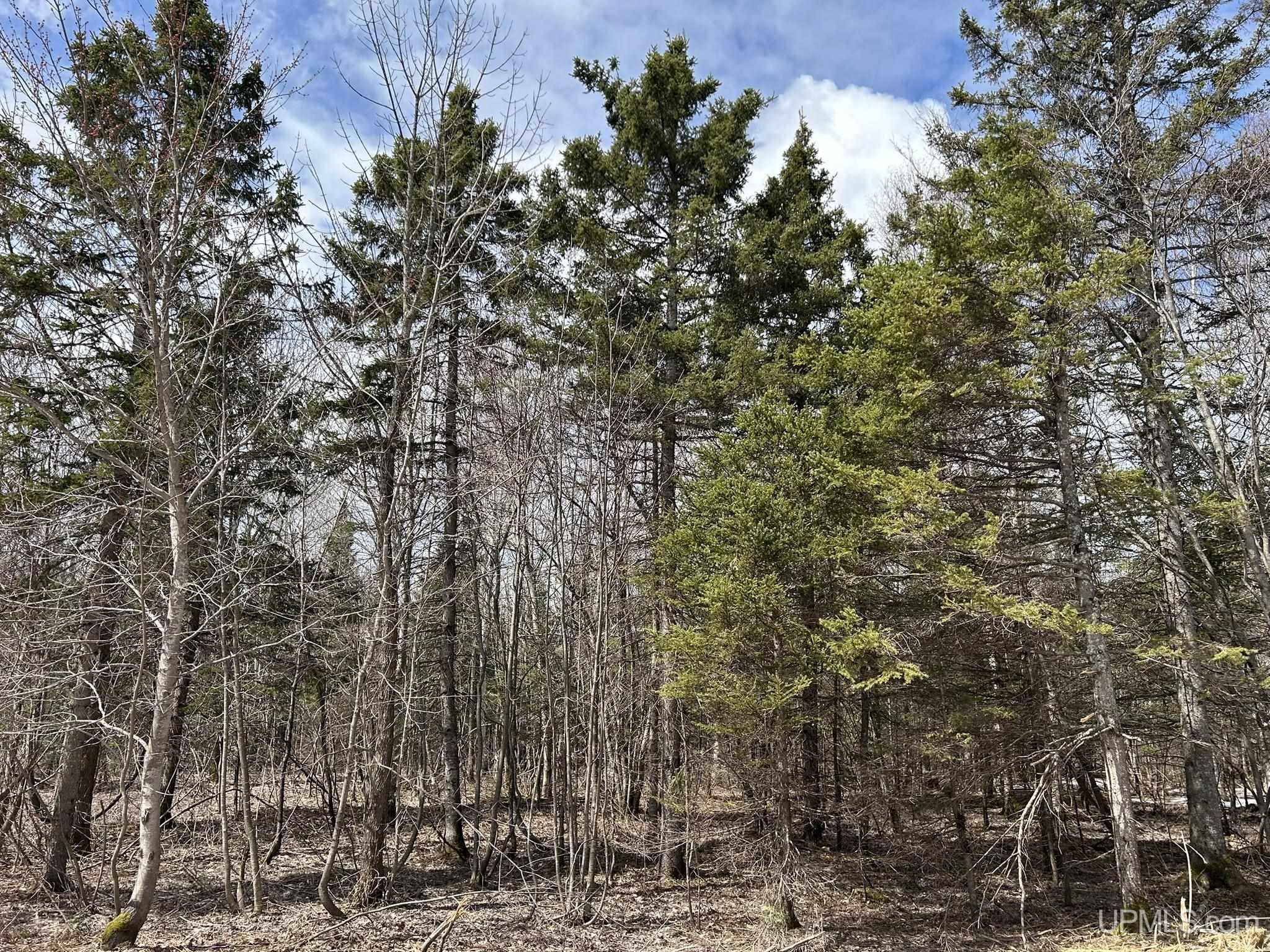 MLS 50205978 Large photo number 5 