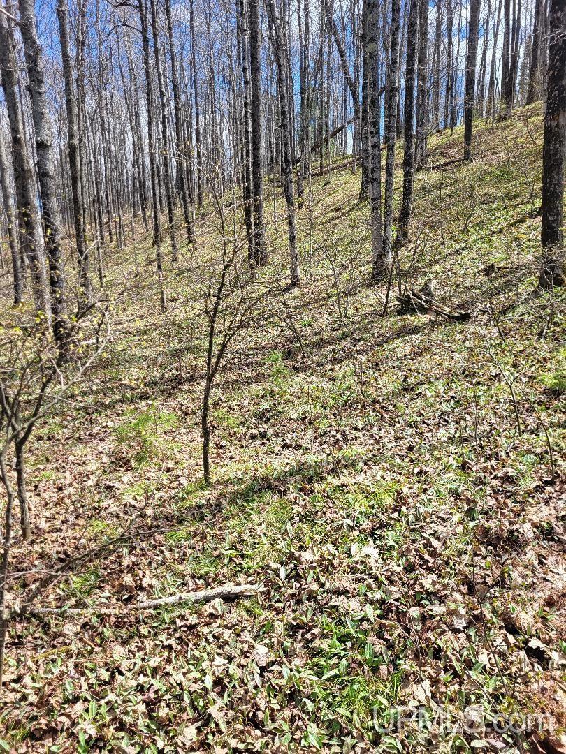 Lot UNIT&nbsp;6 Northwoods Lane, Hardwood, MI, 49834