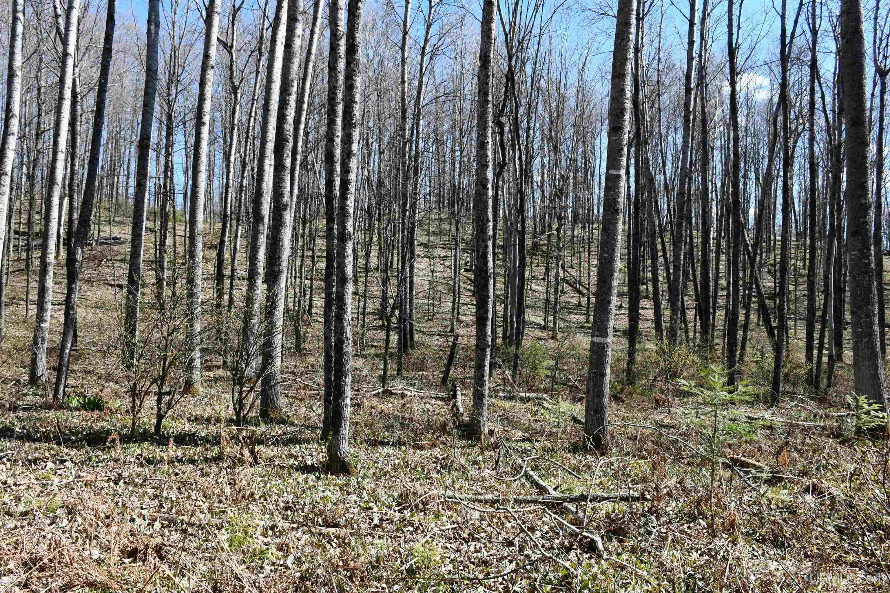 Lot UNIT&nbsp;6 Northwoods Lane, Hardwood, MI, 49834
