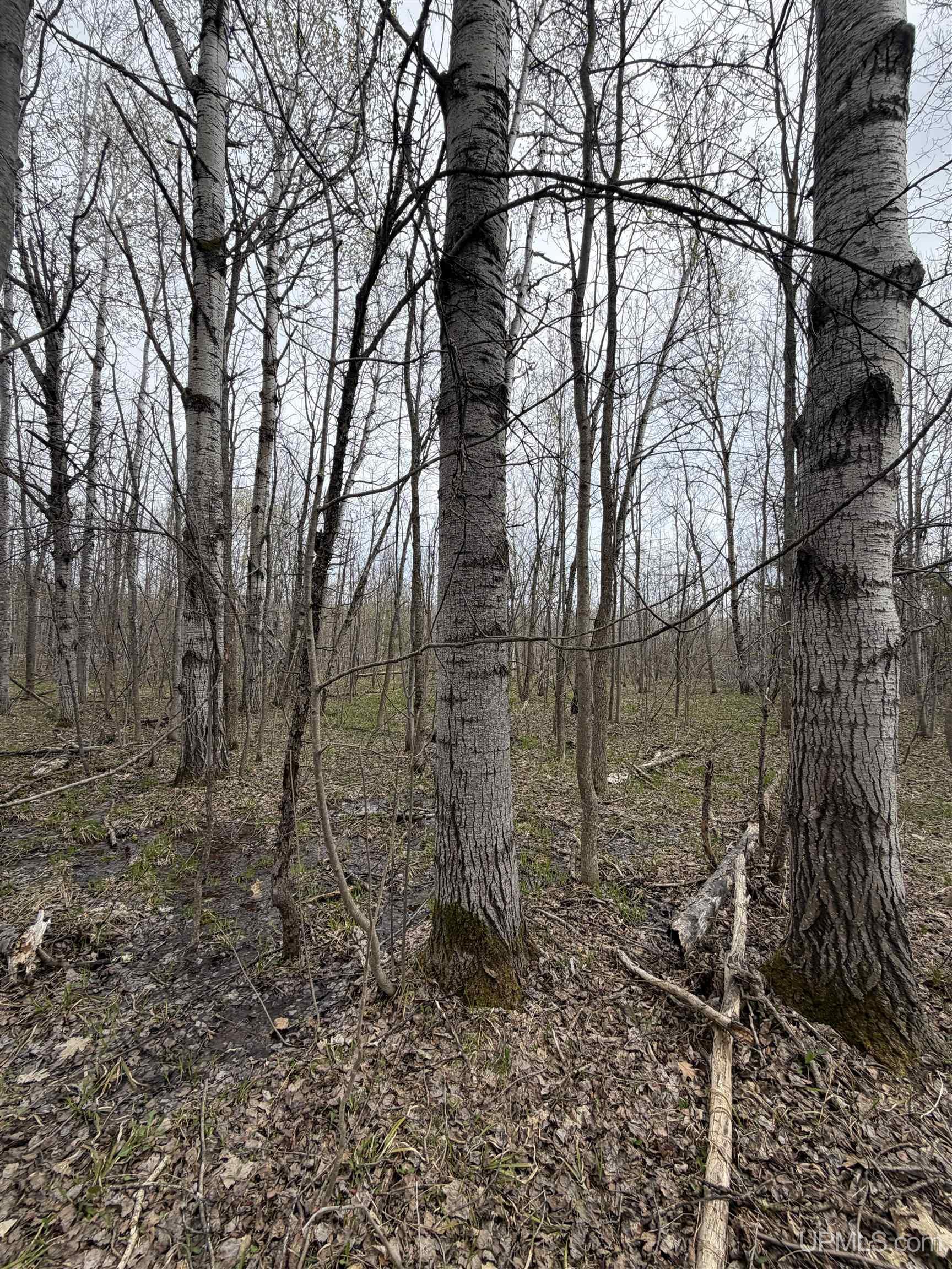 TBD10 off US45 Rockland Highway, Rockland, MI, 49953