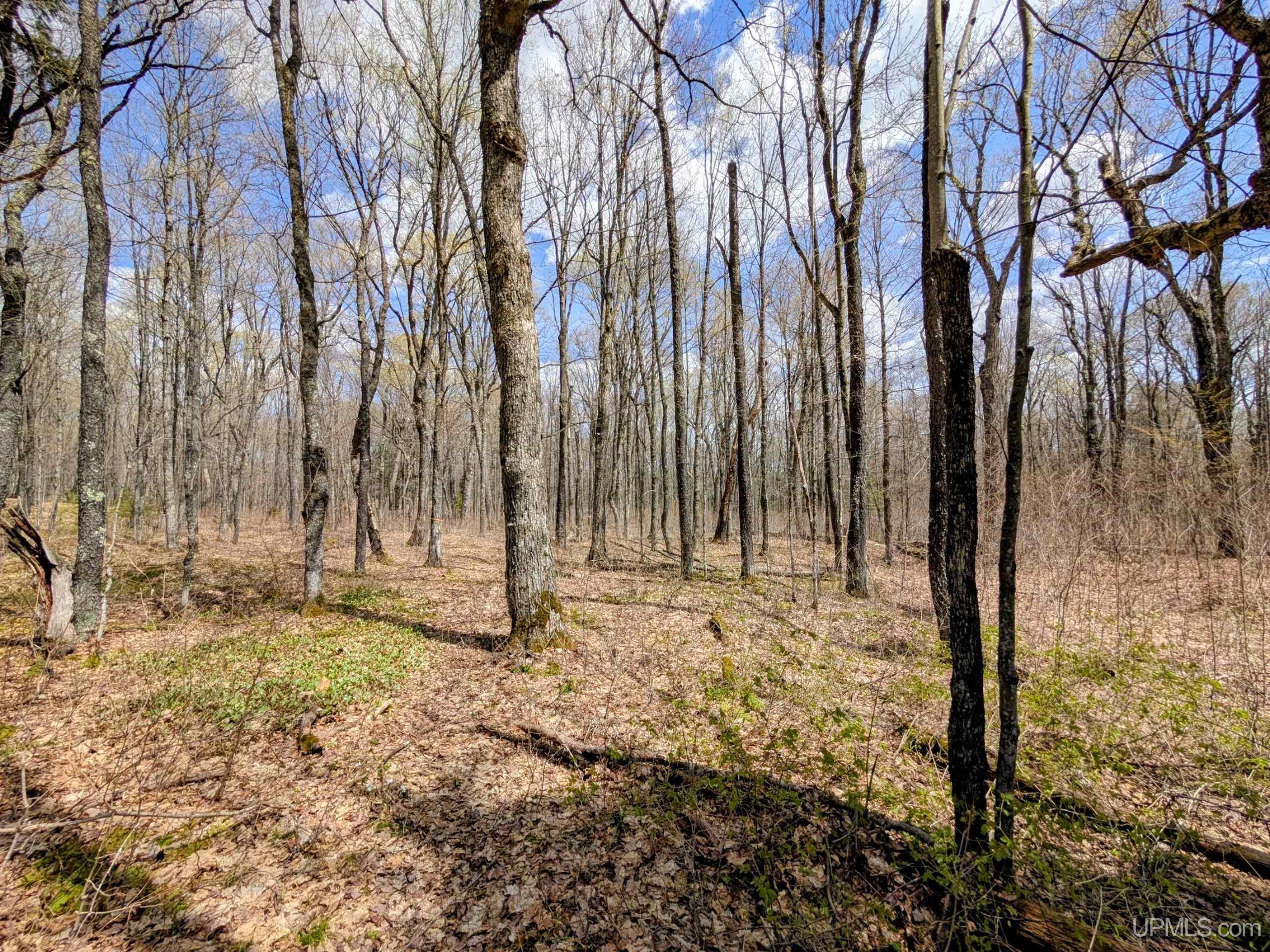 MLS 50207282 Large photo number 42 