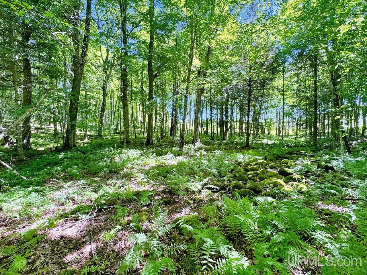 MLS 50207481 Large photo number 41 