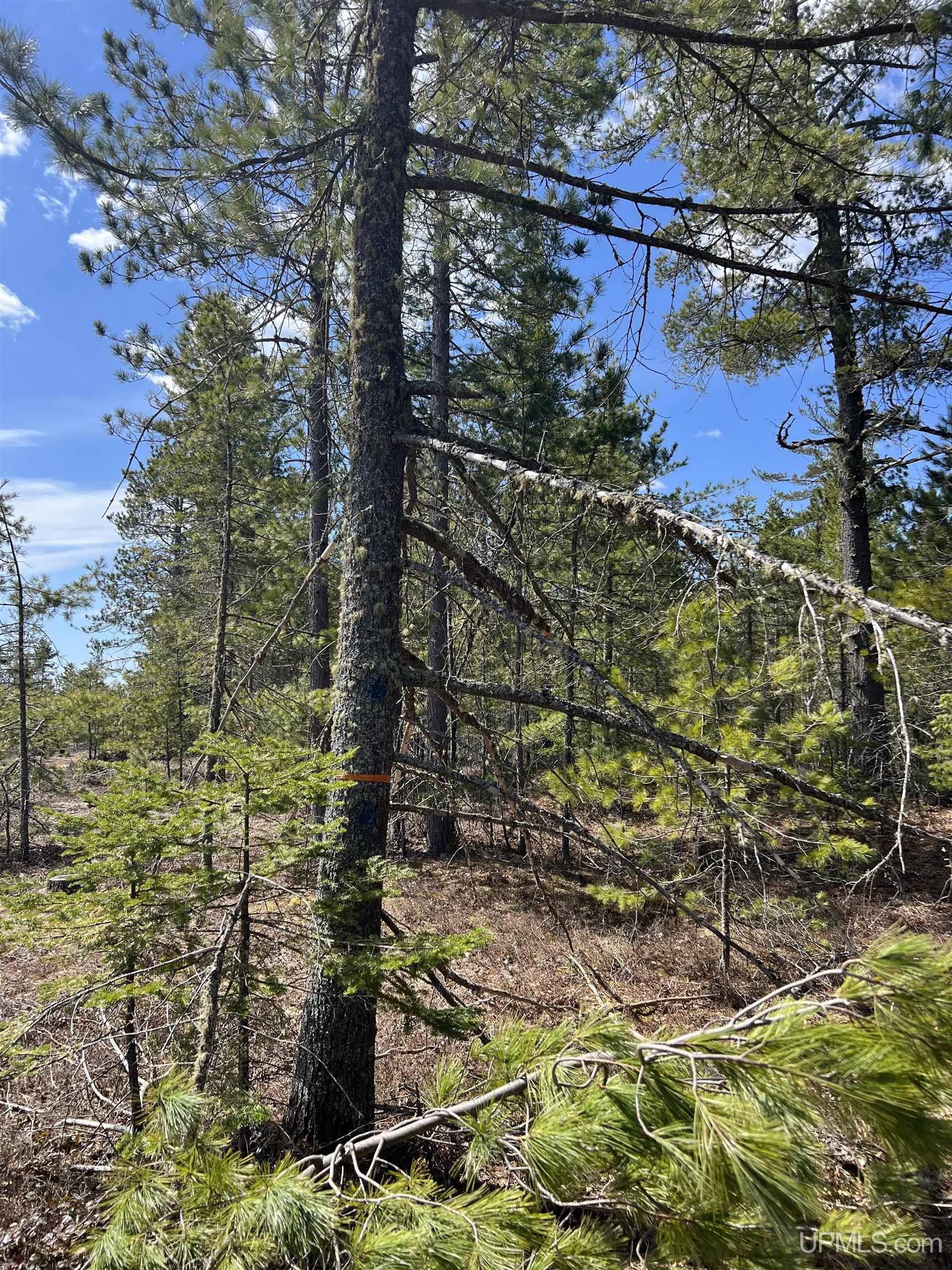 MLS 50208053 Large photo number 38 
