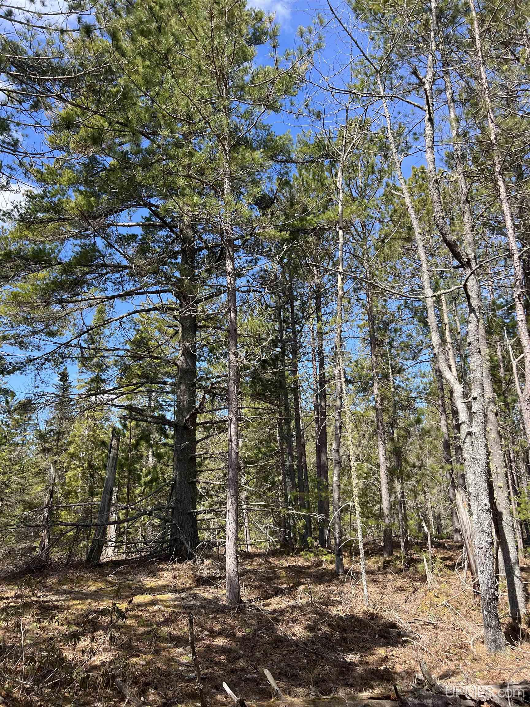 MLS 50208053 Large photo number 39 