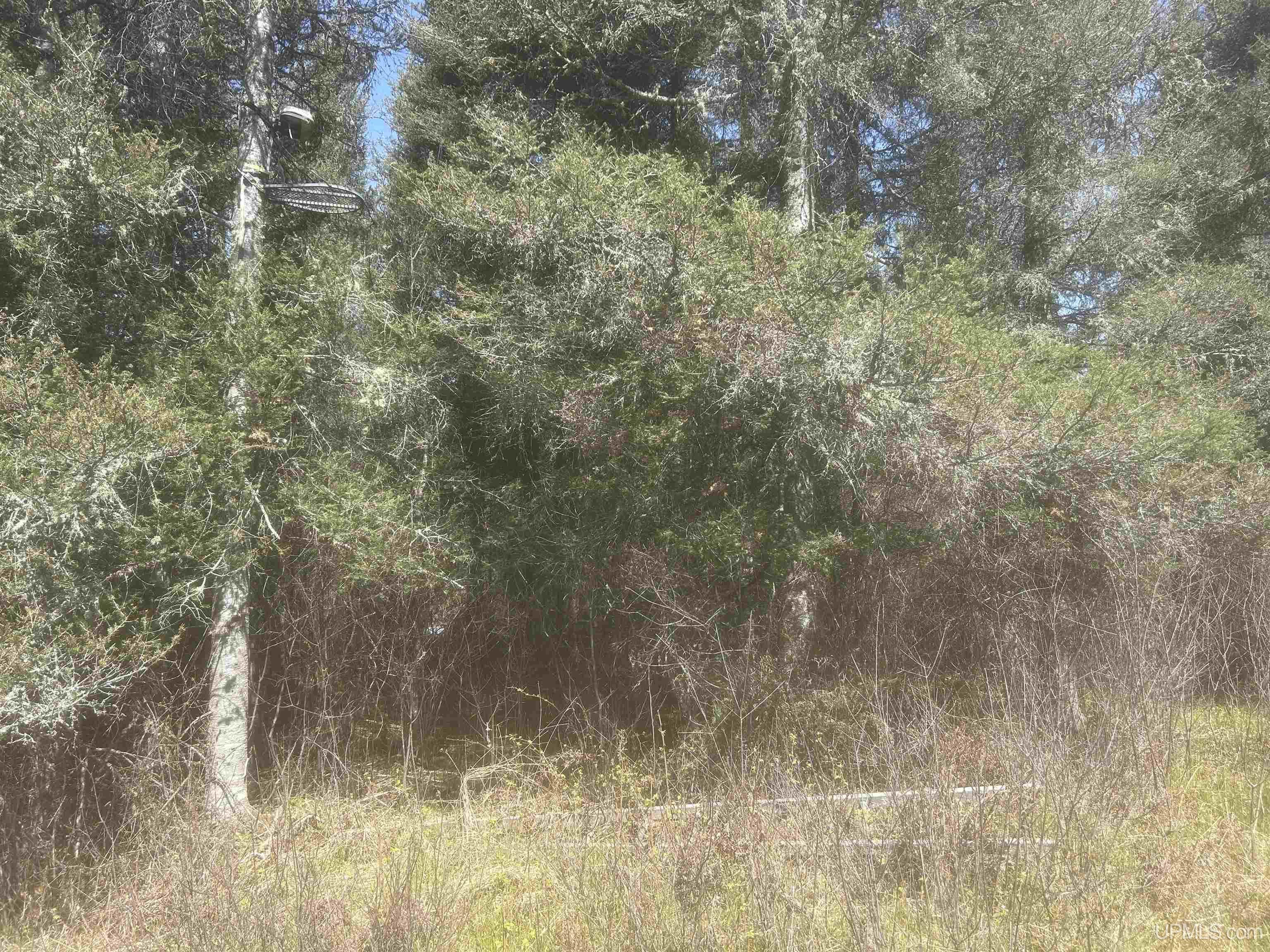 MLS 50208240 Large photo number 5 