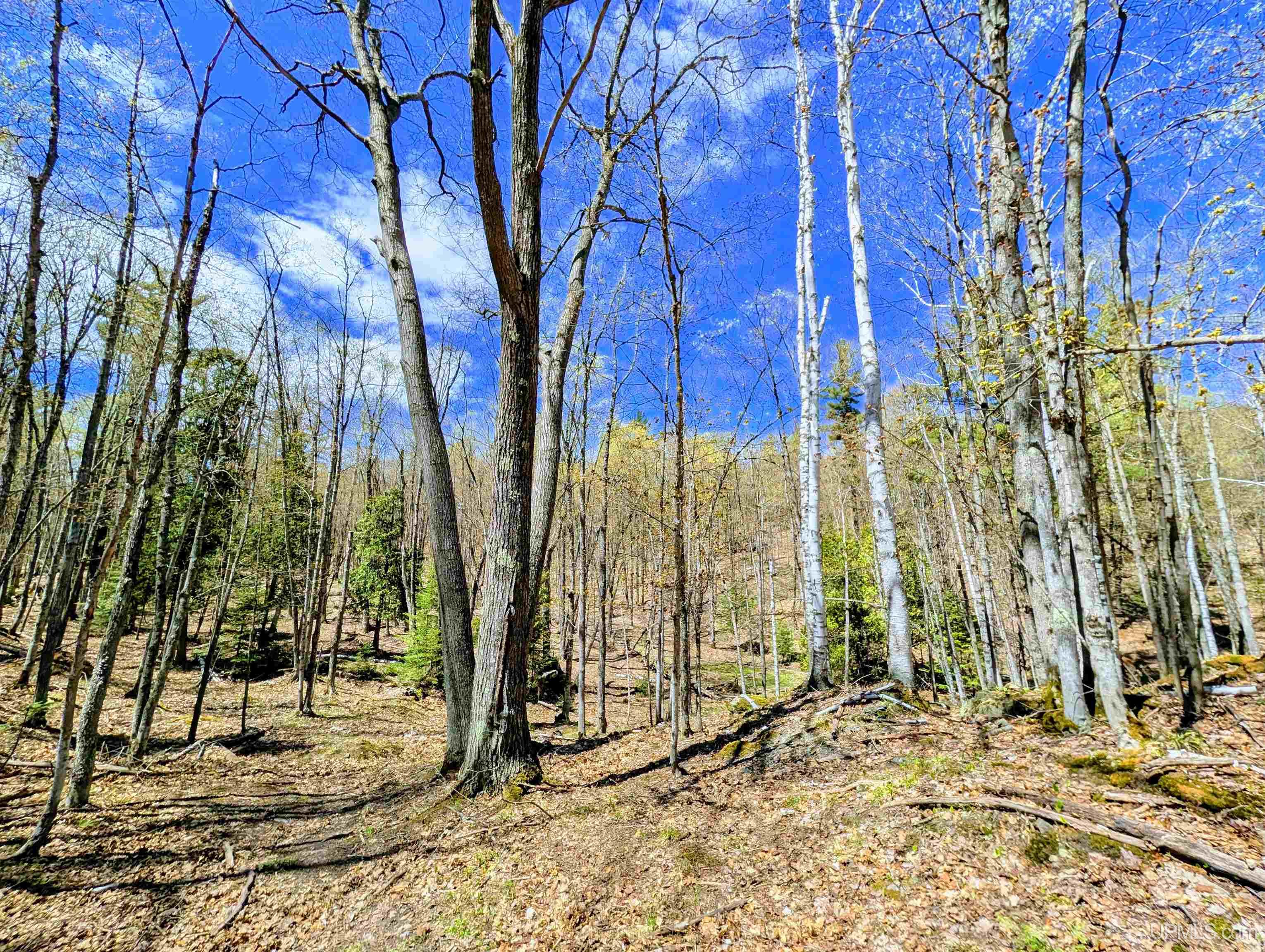 MLS 50208849 Large photo number 61 