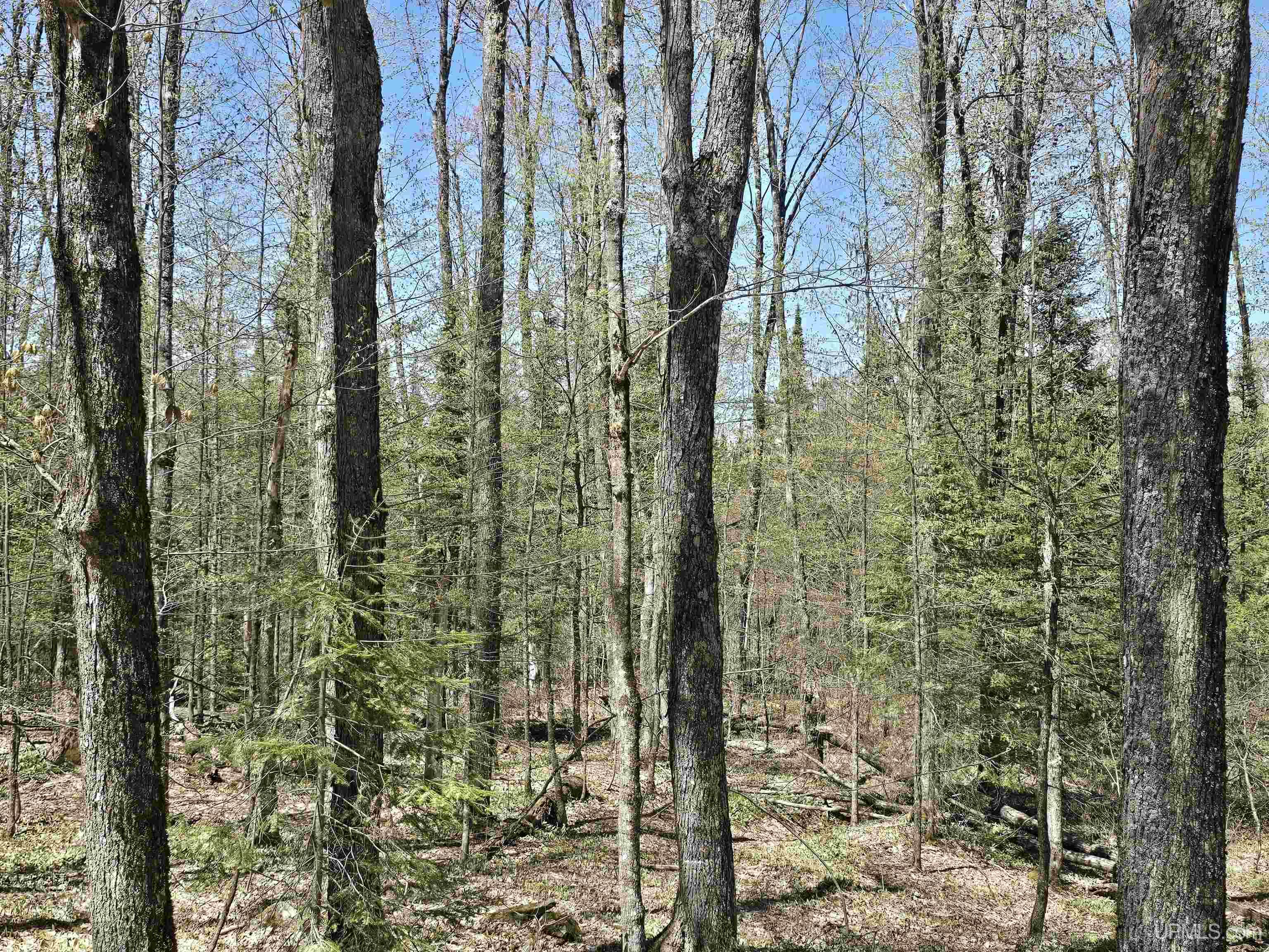 MLS 50208967 Large photo number 17 