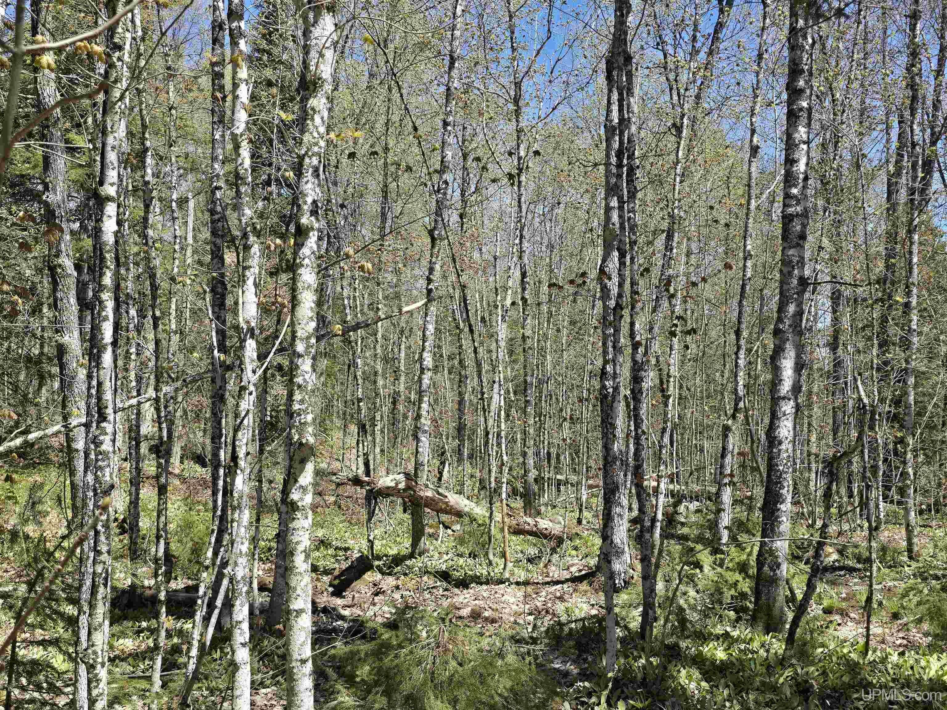 MLS 50208967 Large photo number 19 
