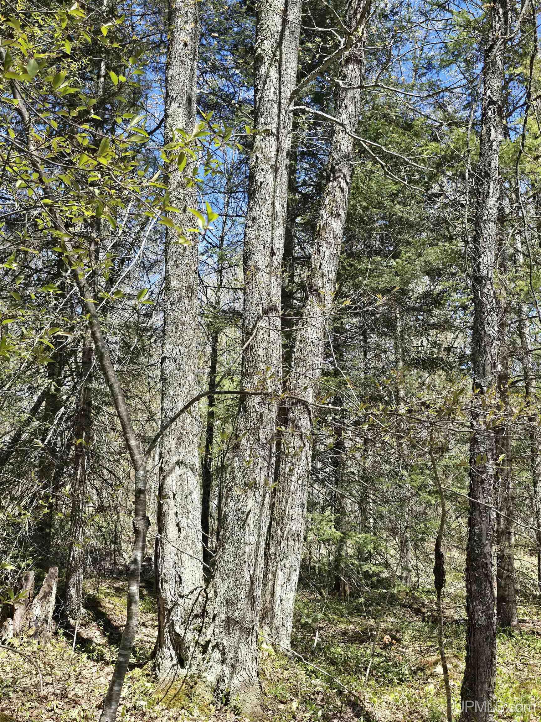 MLS 50208967 Large photo number 24 