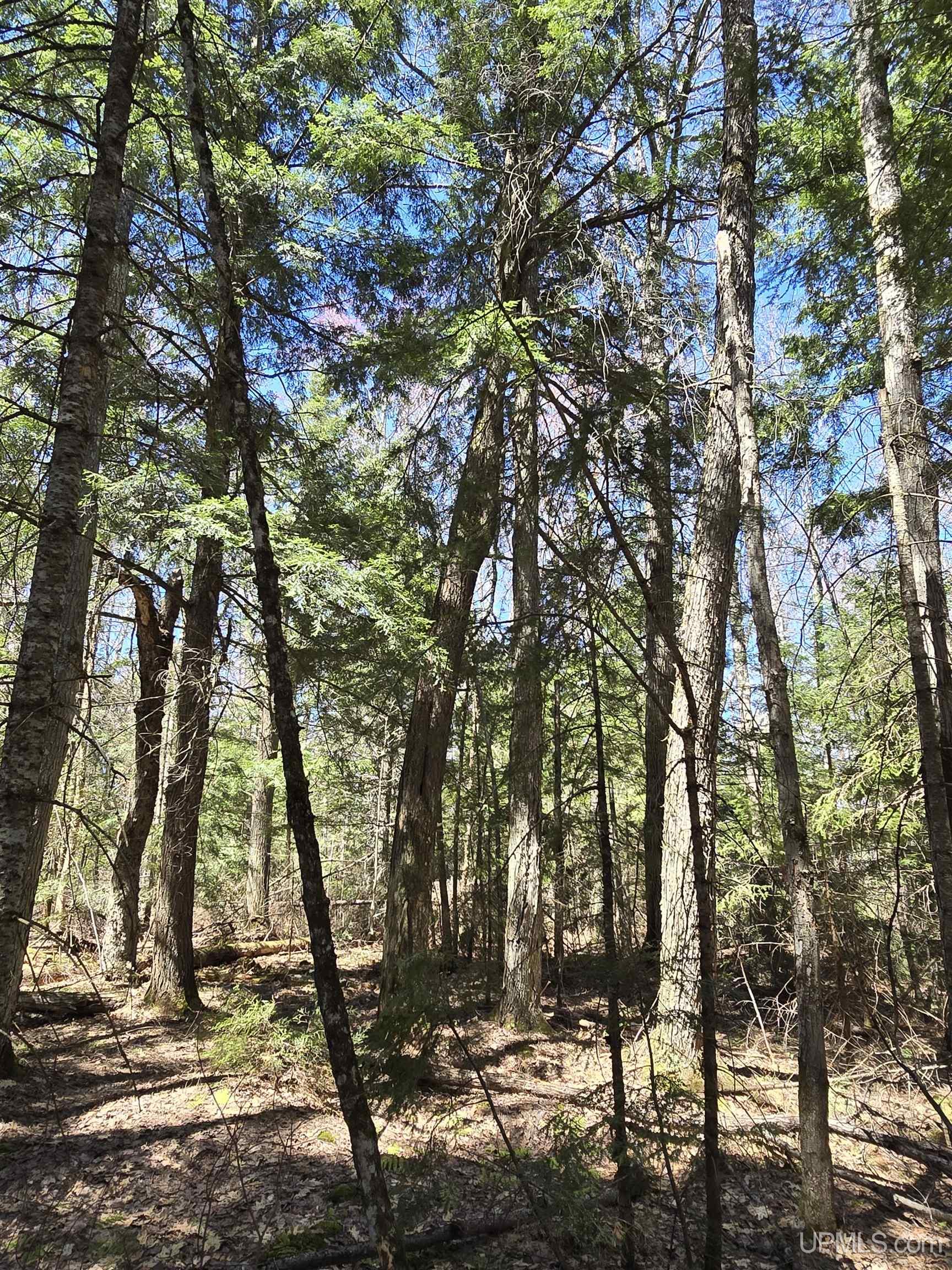 MLS 50208967 Large photo number 31 