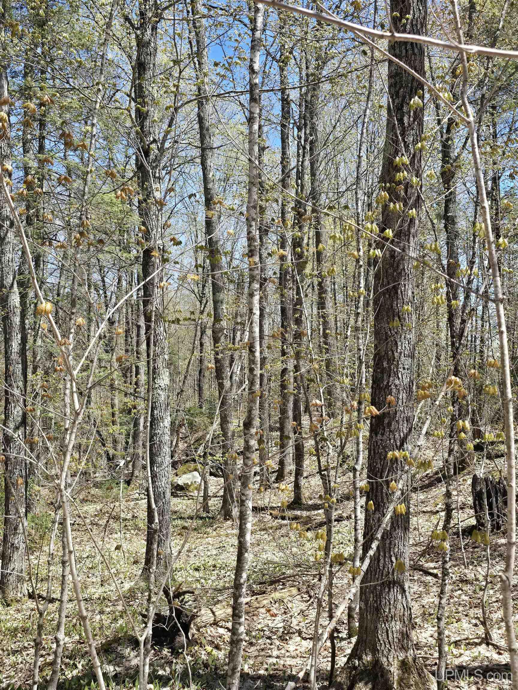 MLS 50208967 Large photo number 35 