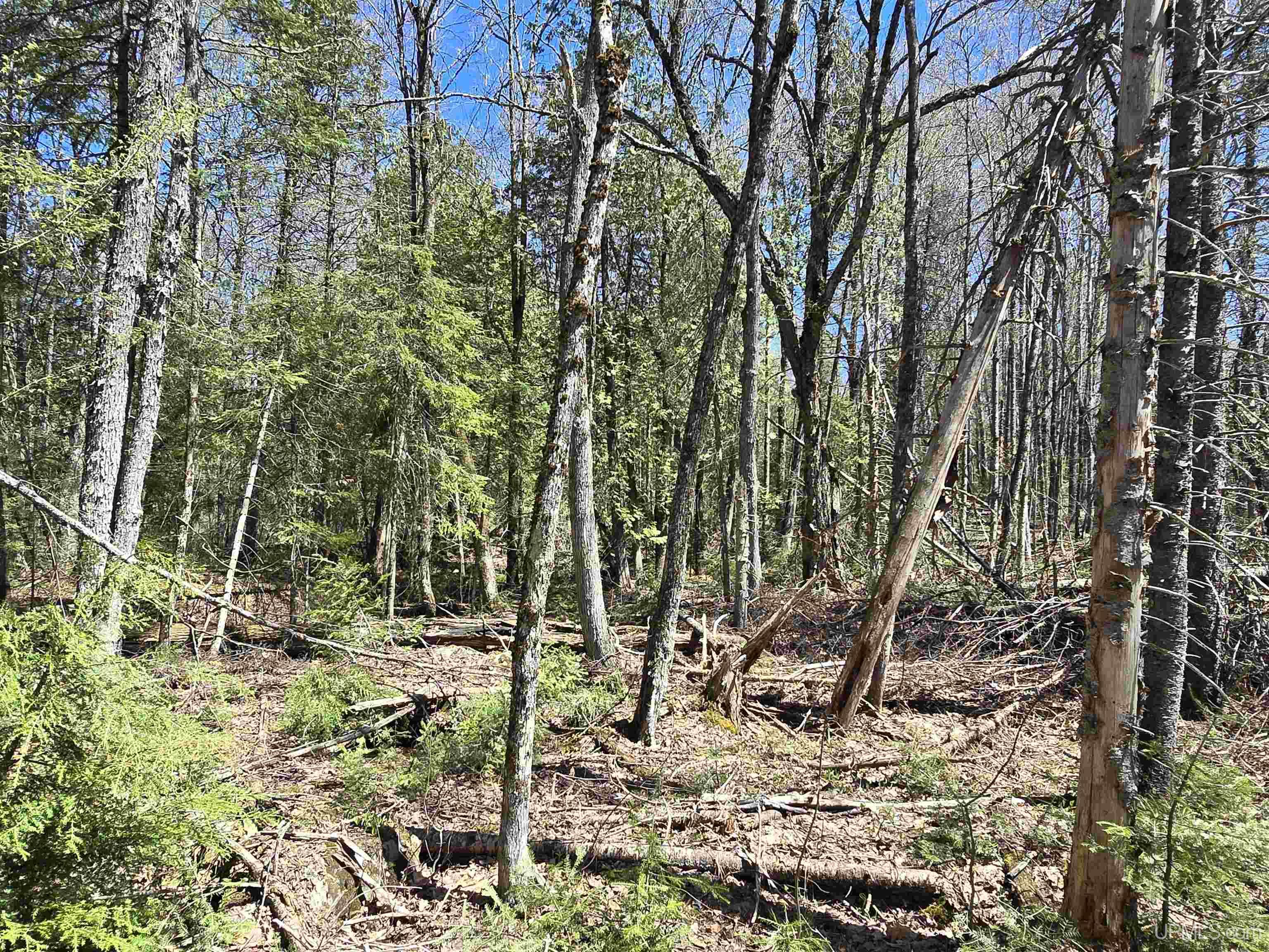 MLS 50208967 Large photo number 36 
