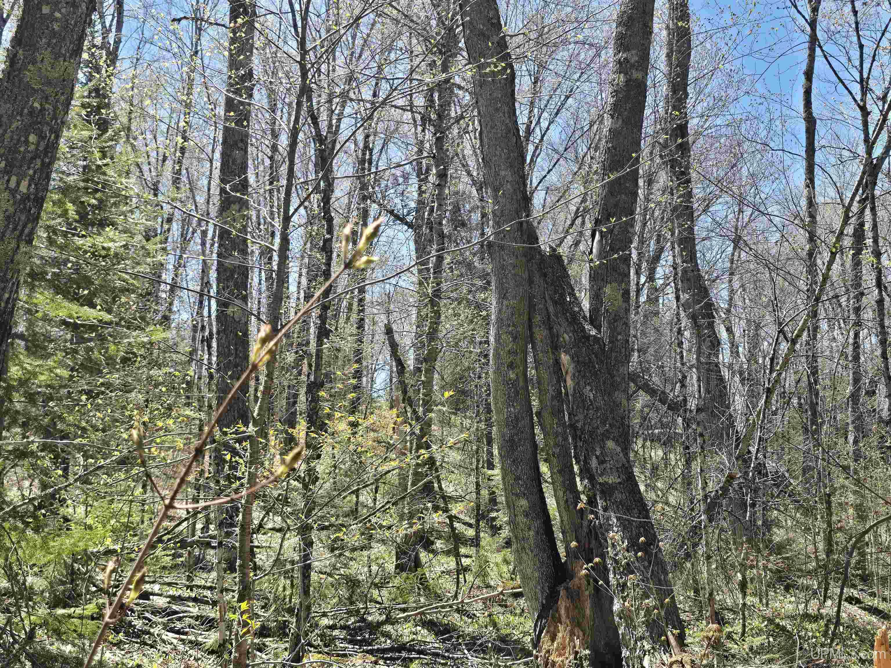 MLS 50208967 Large photo number 40 