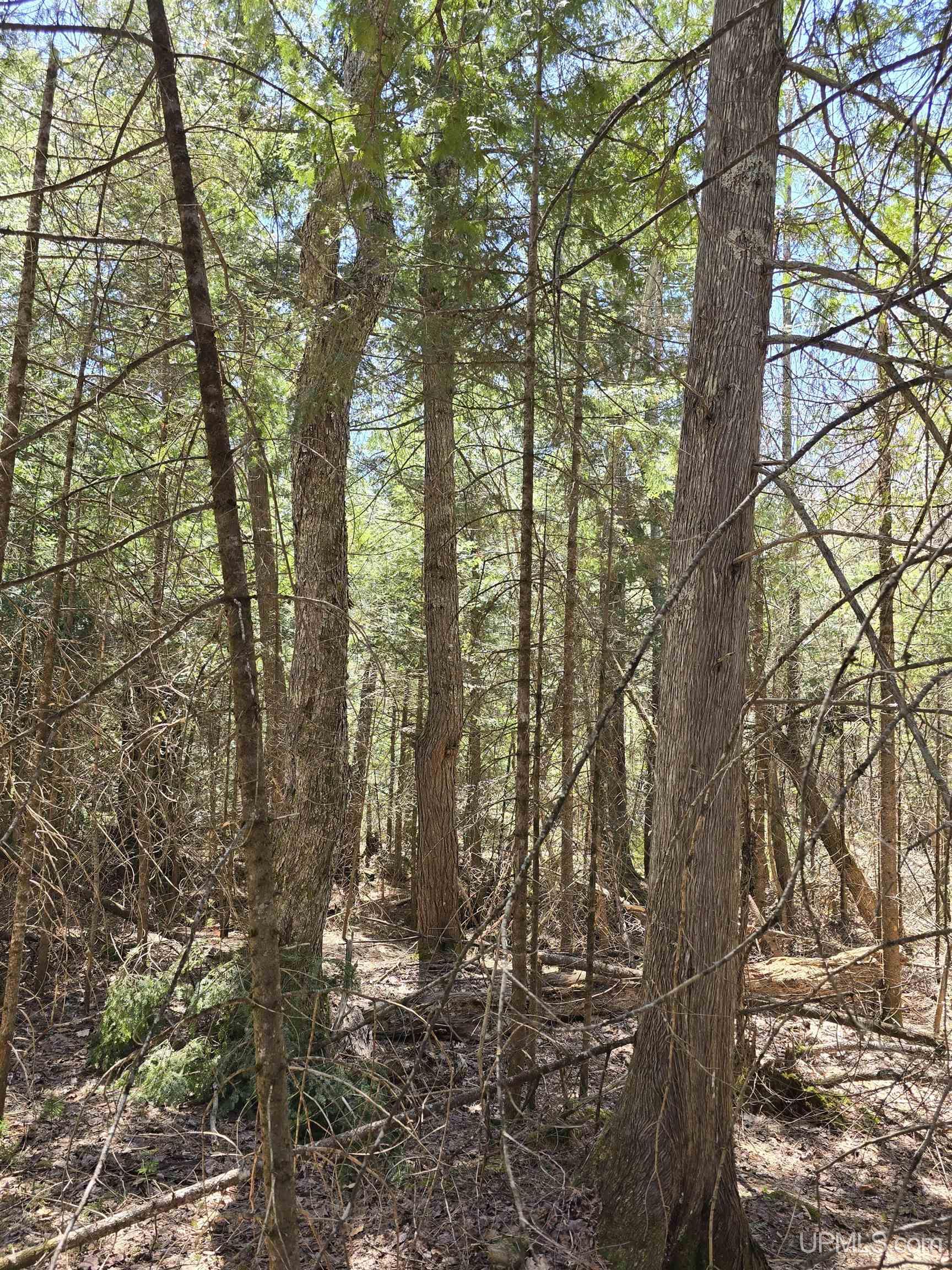 MLS 50208967 Large photo number 44 