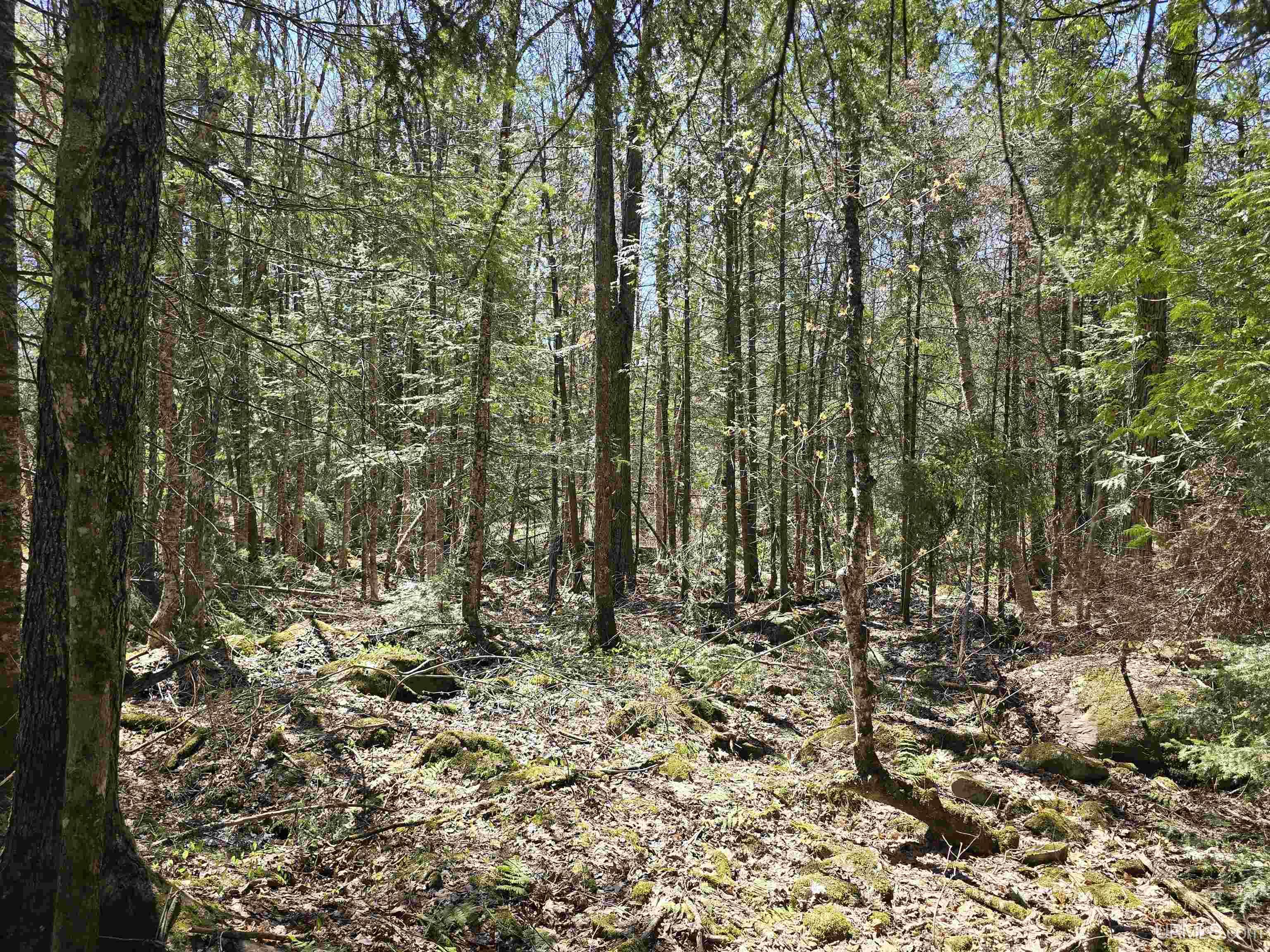 MLS 50208967 Large photo number 45 