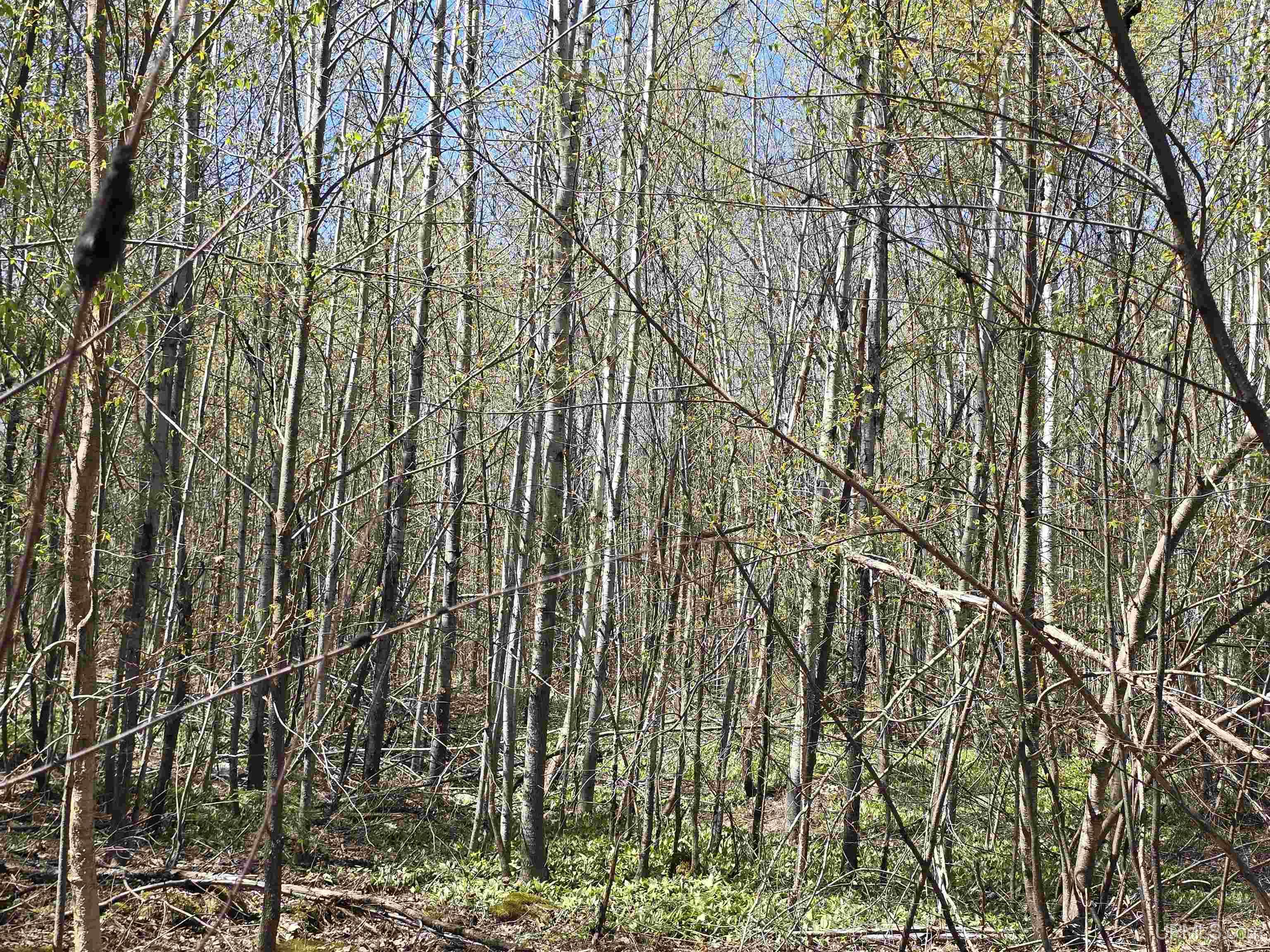 MLS 50208967 Large photo number 49 